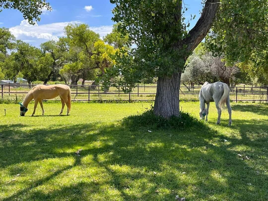 7 Wildwood Lane, Peralta, New Mexico image 40