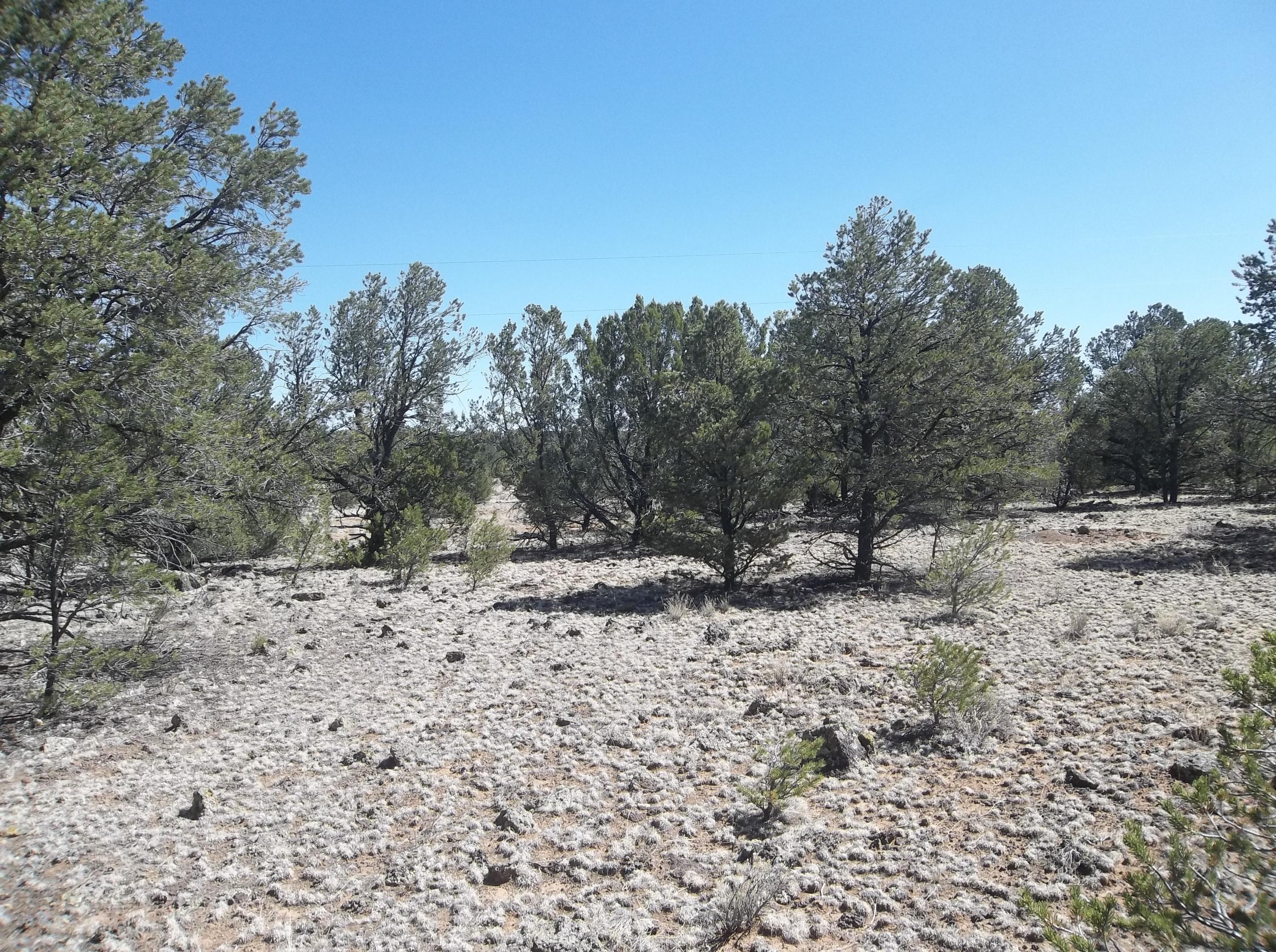 Cerro Leonides - Tierra Verde Road, Ramah, New Mexico image 9