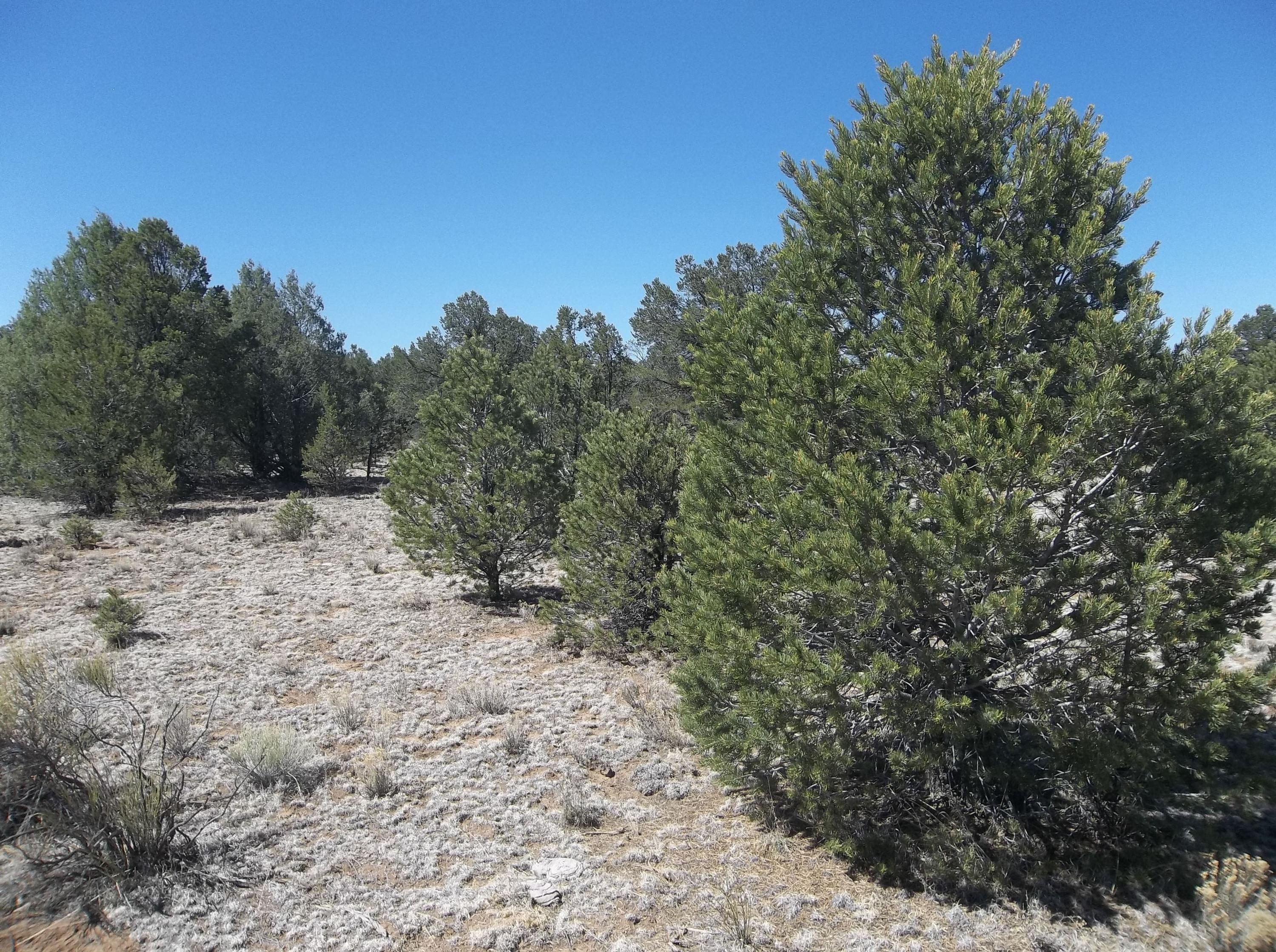 Cerro Leonides - Tierra Verde Road, Ramah, New Mexico image 19