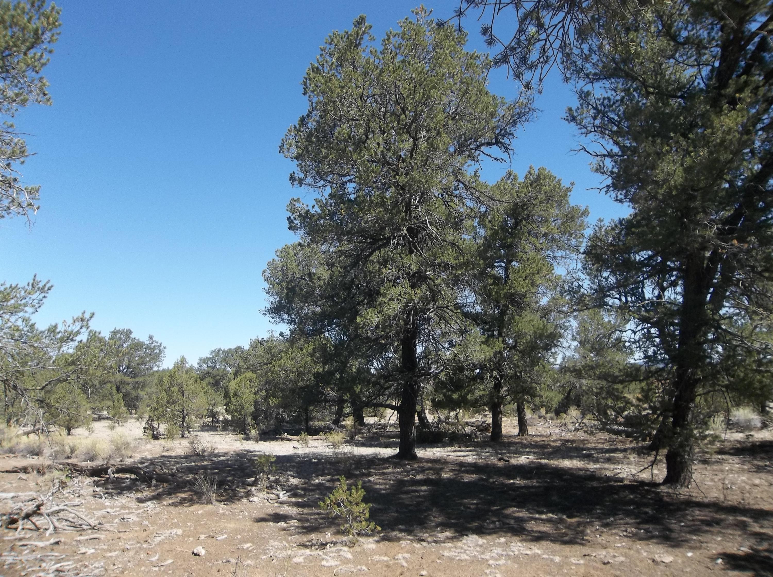 Cerro Leonides - Tierra Verde Road, Ramah, New Mexico image 26