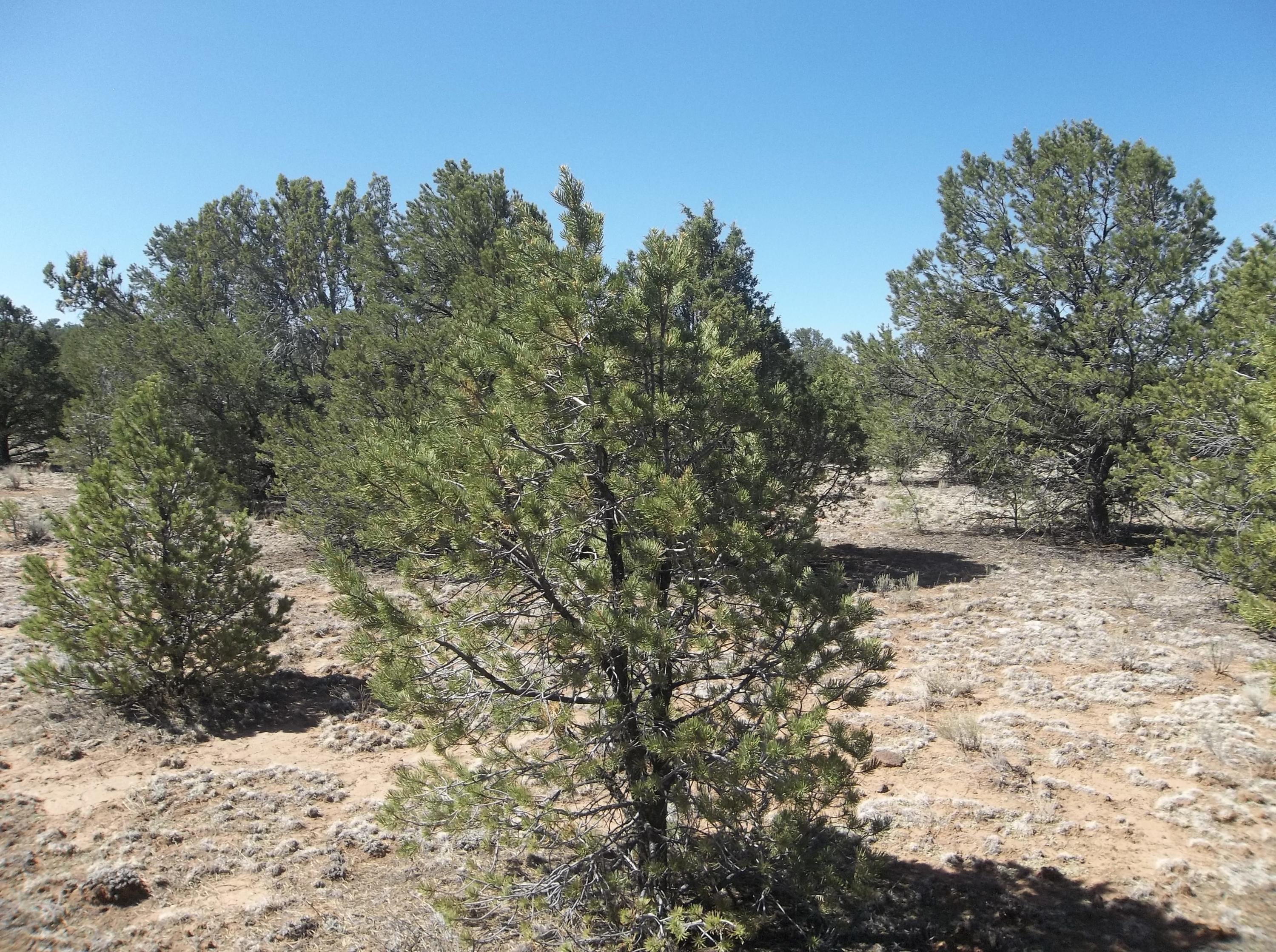 Cerro Leonides - Tierra Verde Road, Ramah, New Mexico image 11