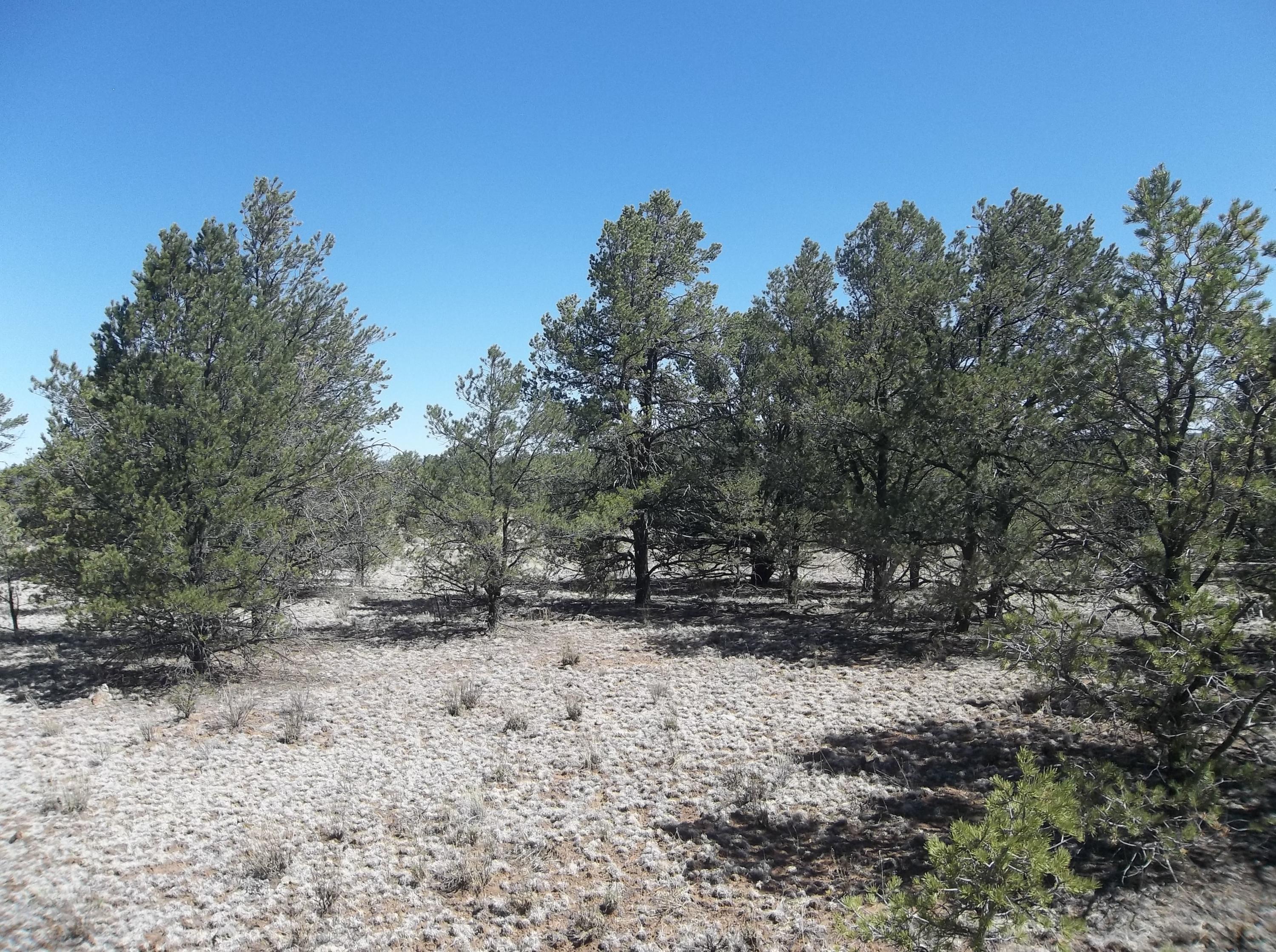 Cerro Leonides - Tierra Verde Road, Ramah, New Mexico image 34