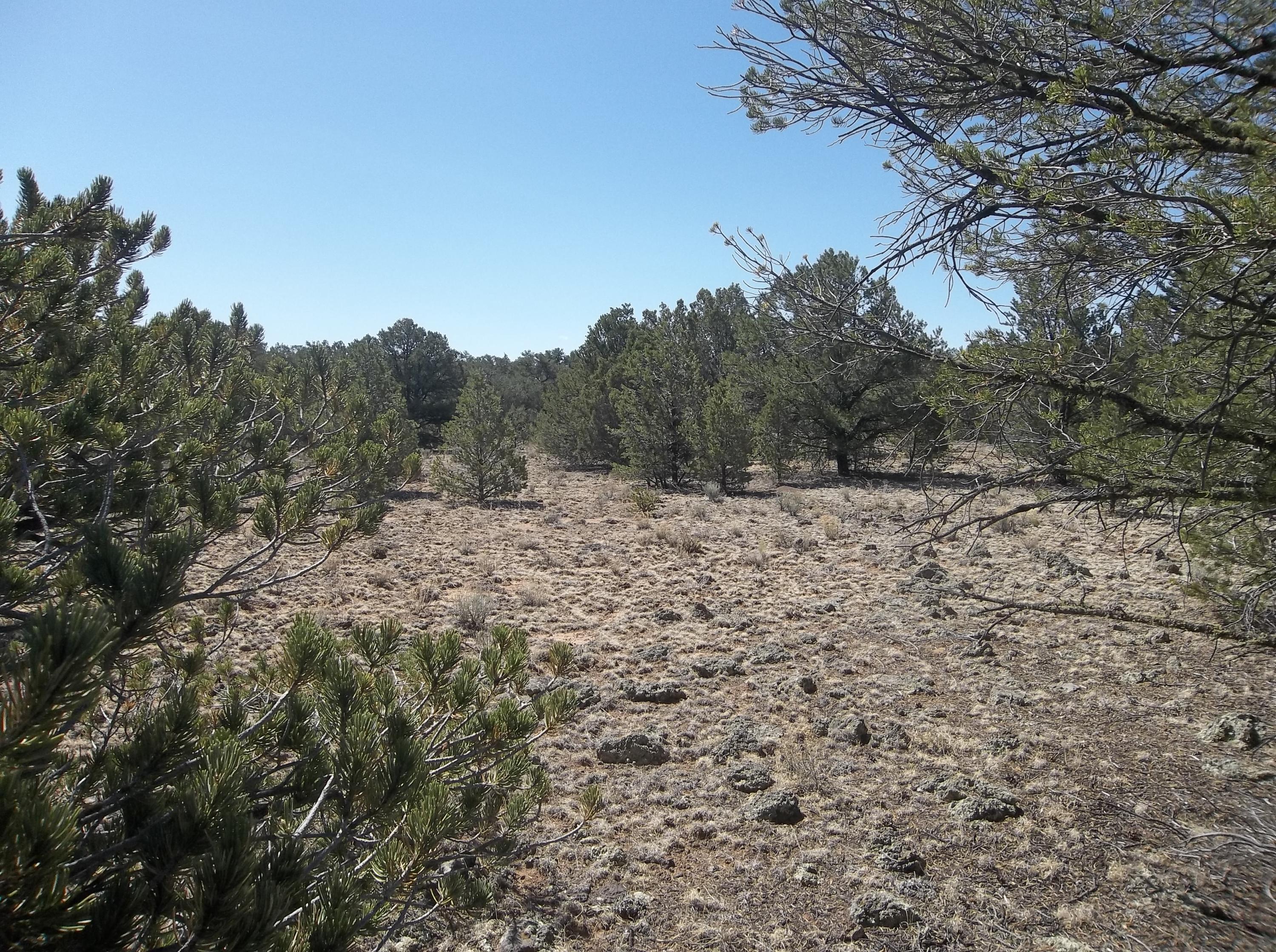 Cerro Leonides - Tierra Verde Road, Ramah, New Mexico image 7