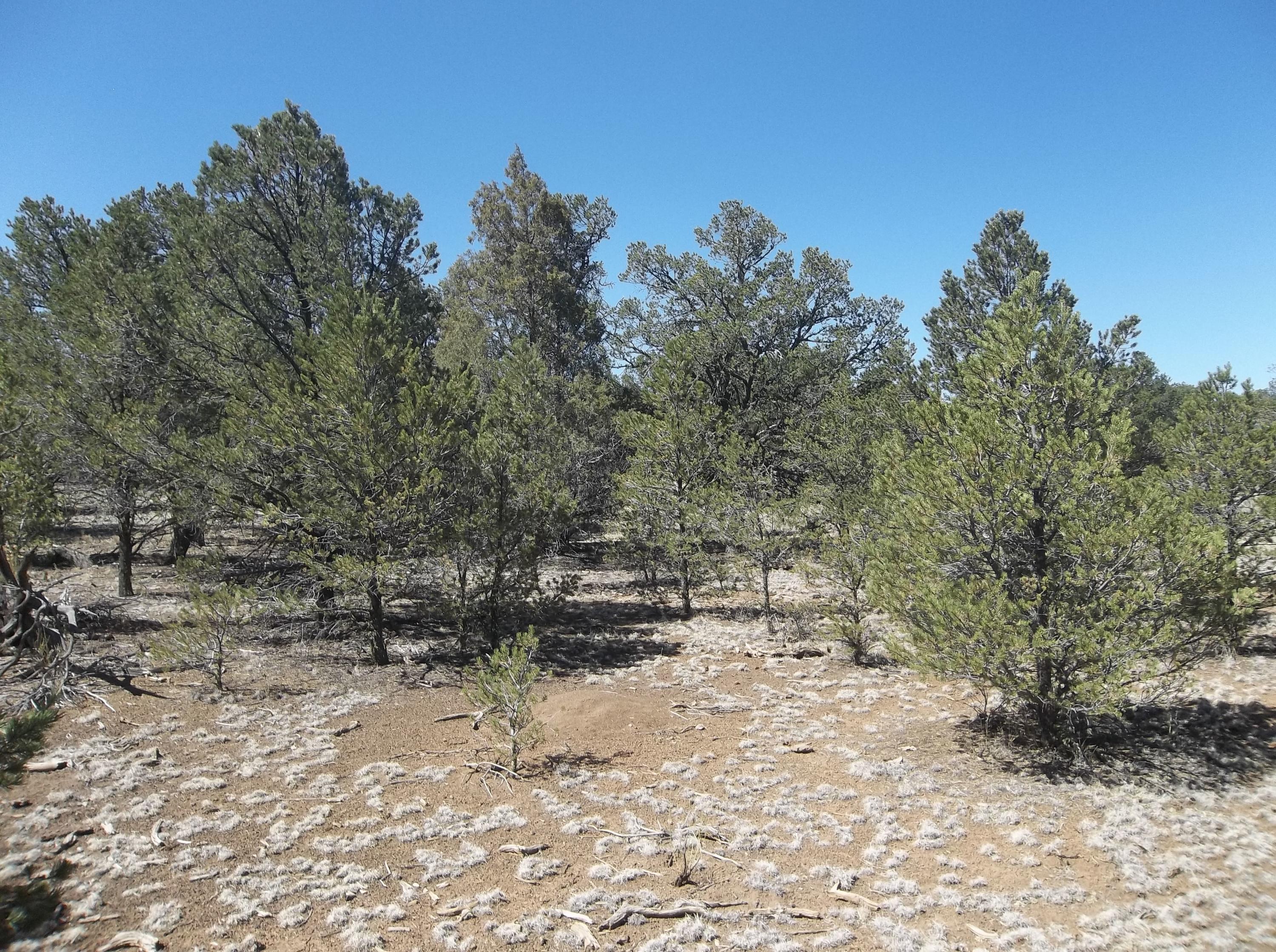 Cerro Leonides - Tierra Verde Road, Ramah, New Mexico image 22