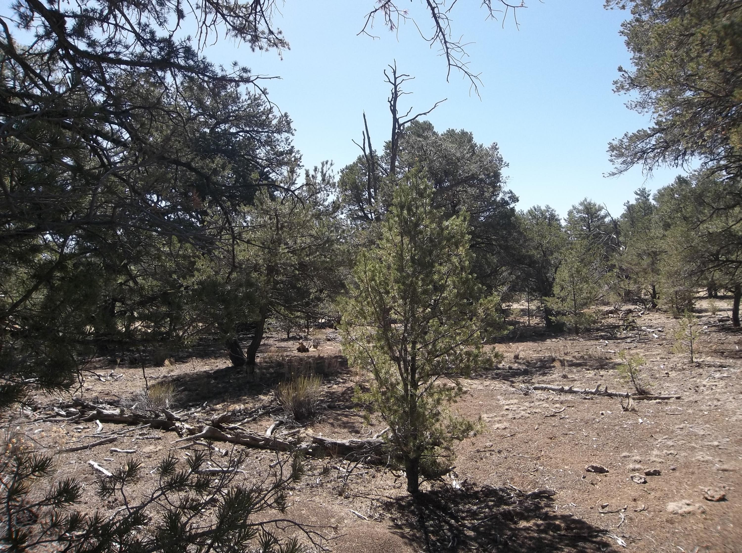 Cerro Leonides - Tierra Verde Road, Ramah, New Mexico image 25