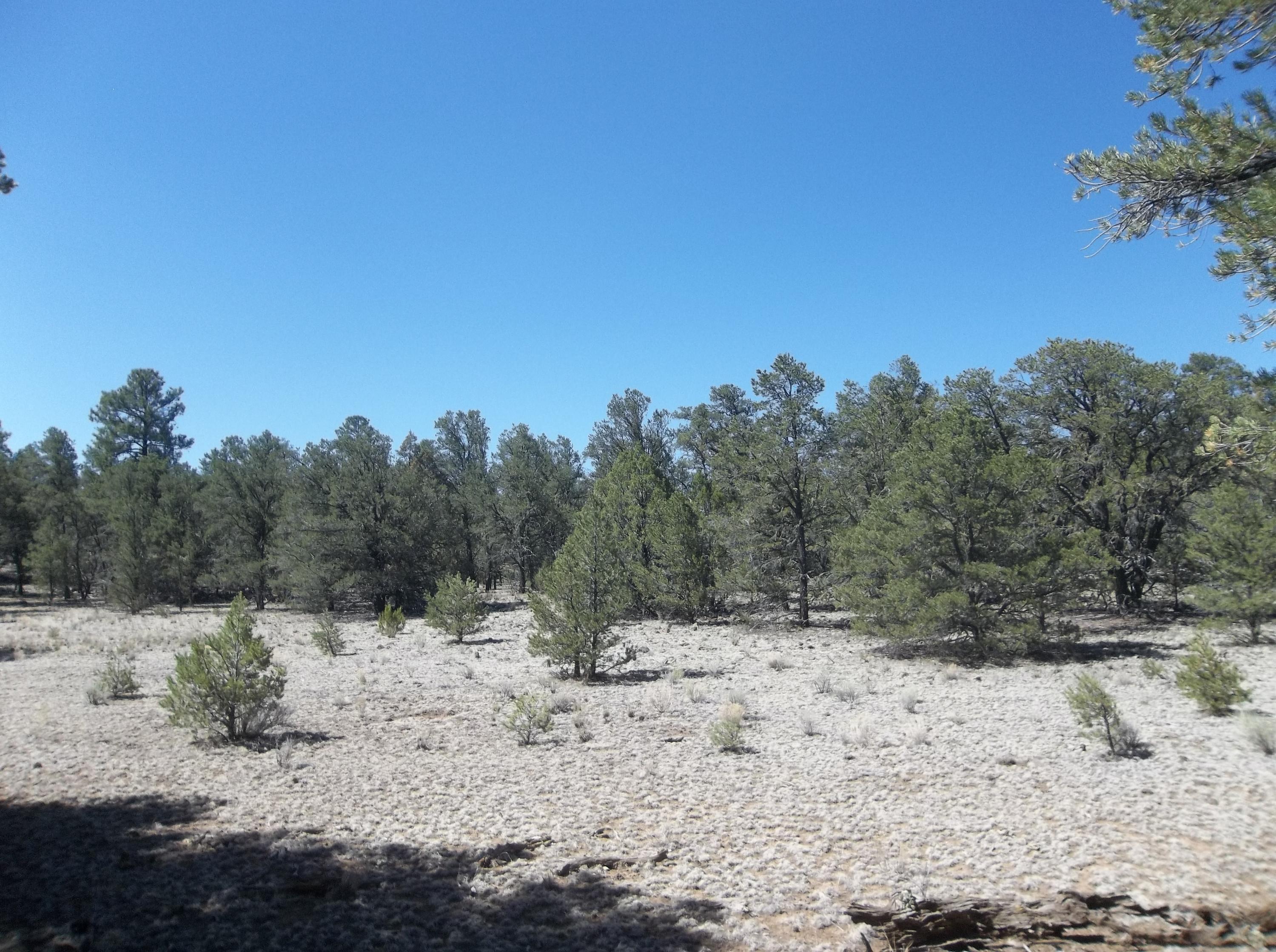 Cerro Leonides - Tierra Verde Road, Ramah, New Mexico image 28