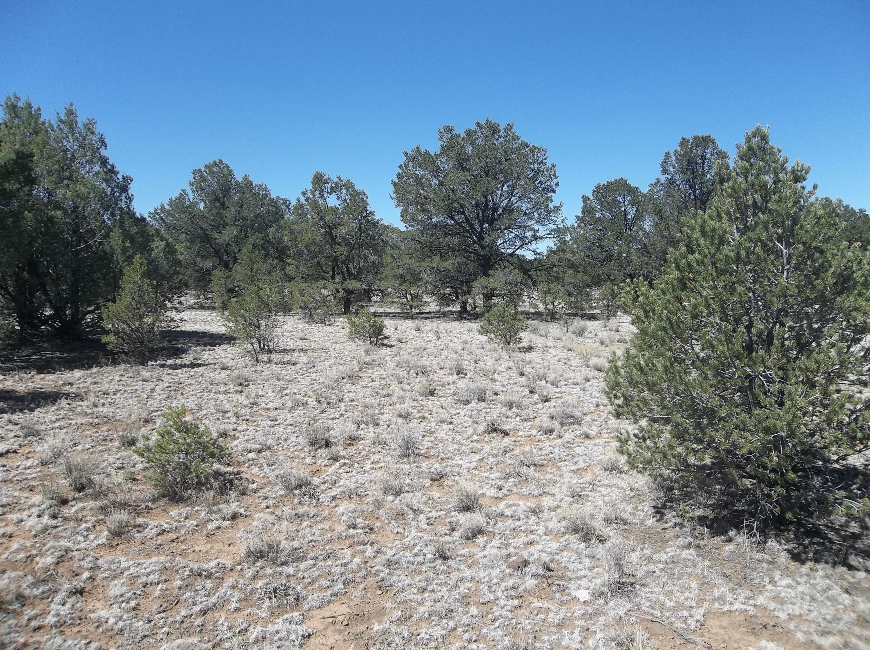 Cerro Leonides - Tierra Verde Road, Ramah, New Mexico image 20