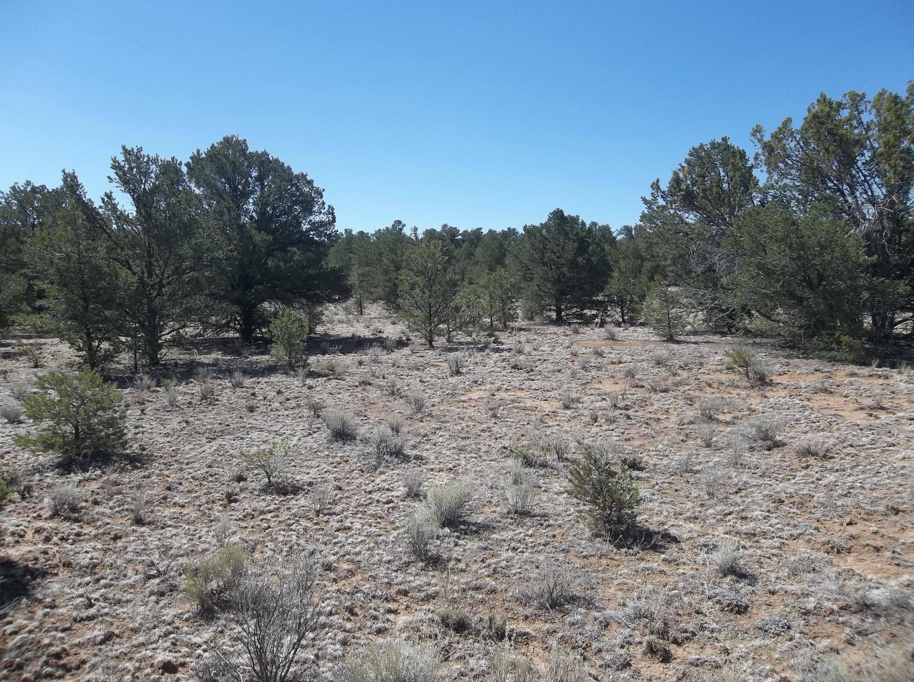 Cerro Leonides - Tierra Verde Road, Ramah, New Mexico image 12