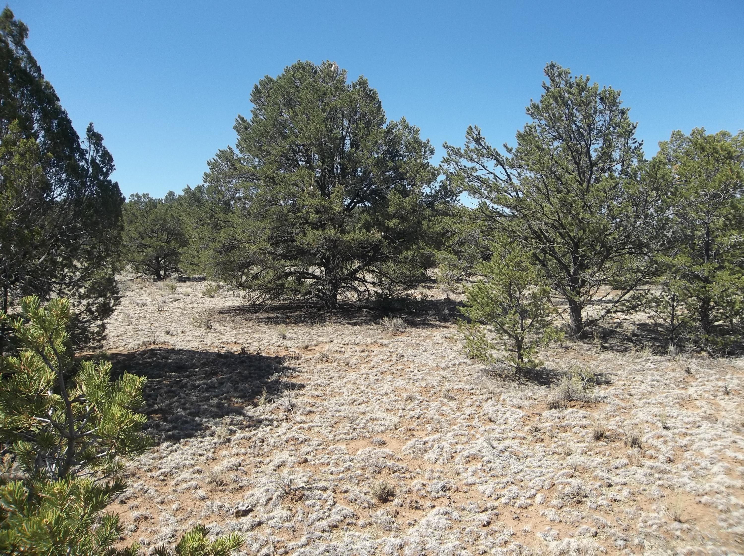 Cerro Leonides - Tierra Verde Road, Ramah, New Mexico image 14