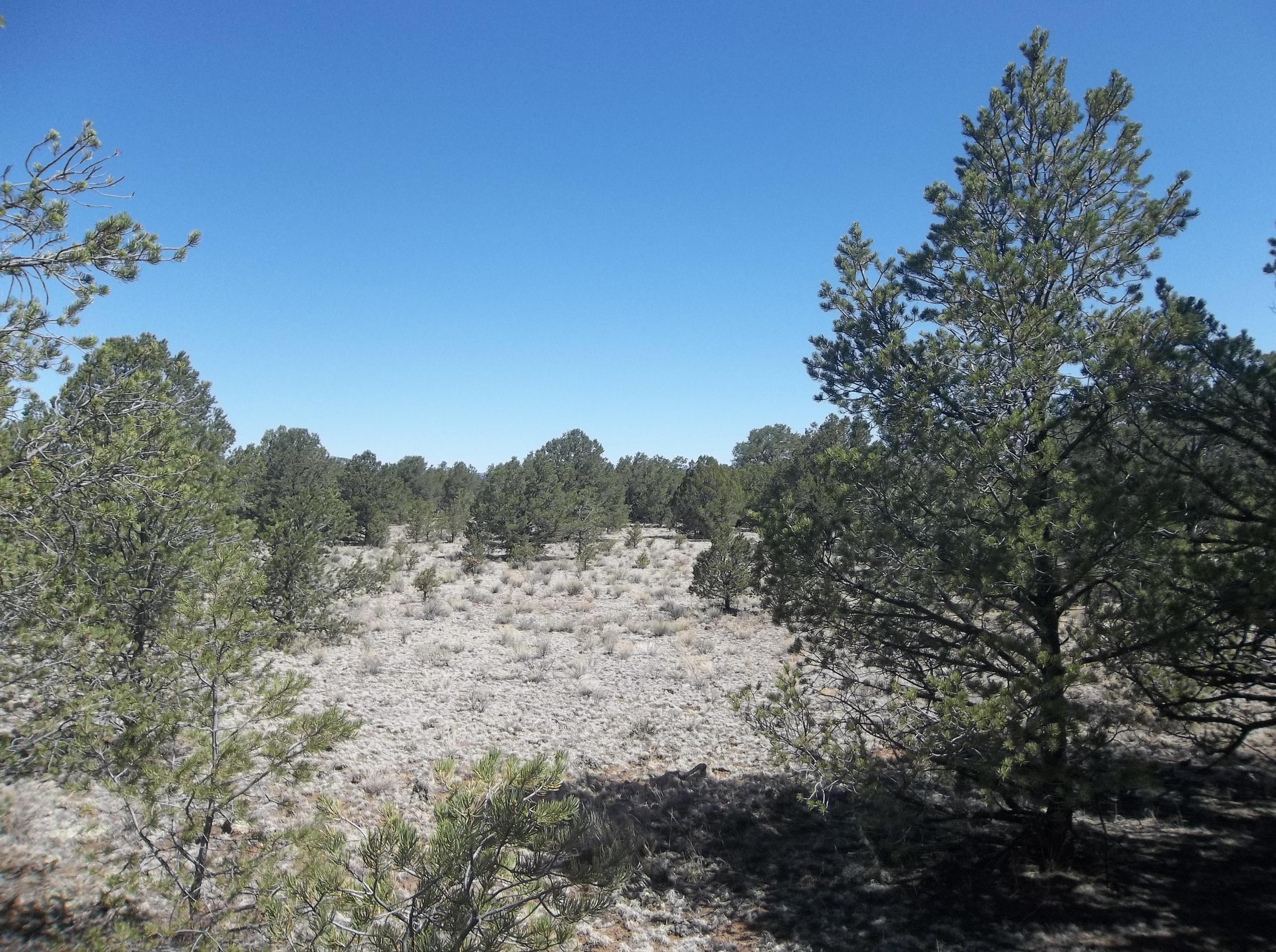 Cerro Leonides - Tierra Verde Road, Ramah, New Mexico image 35