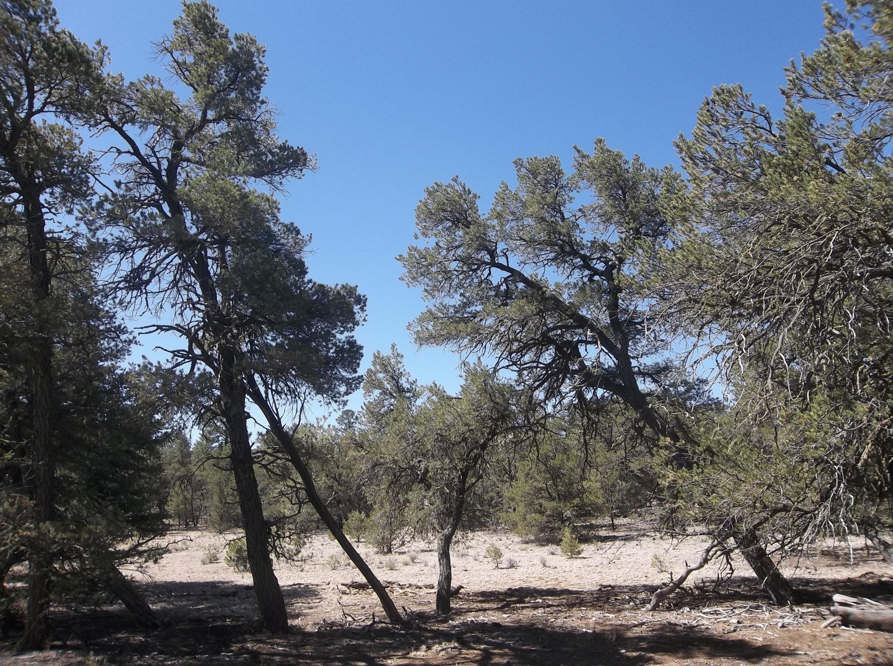 Cerro Leonides - Tierra Verde Road, Ramah, New Mexico image 24