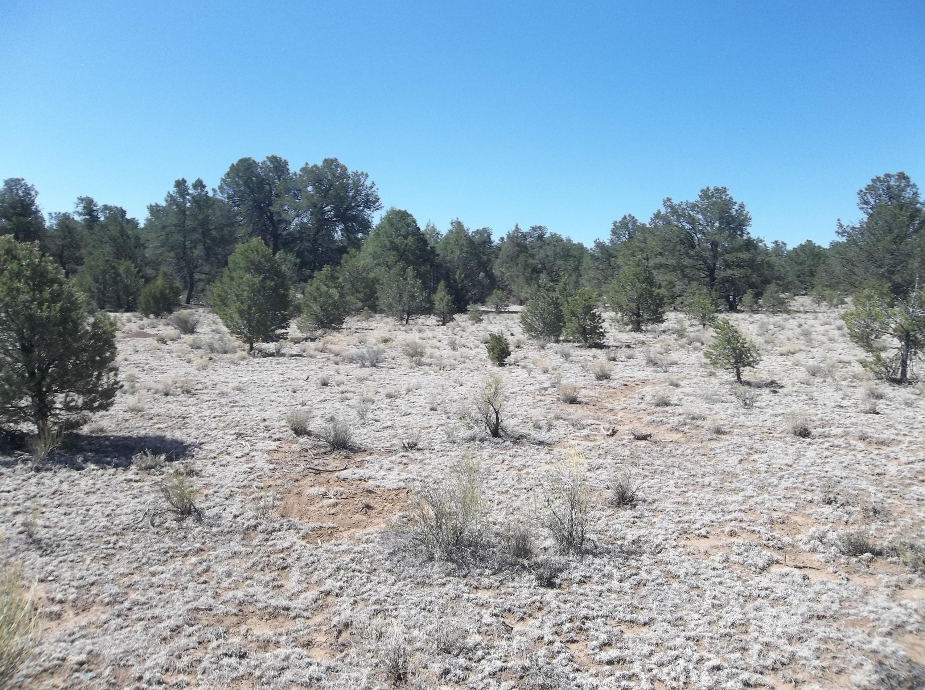 Cerro Leonides - Tierra Verde Road, Ramah, New Mexico image 18