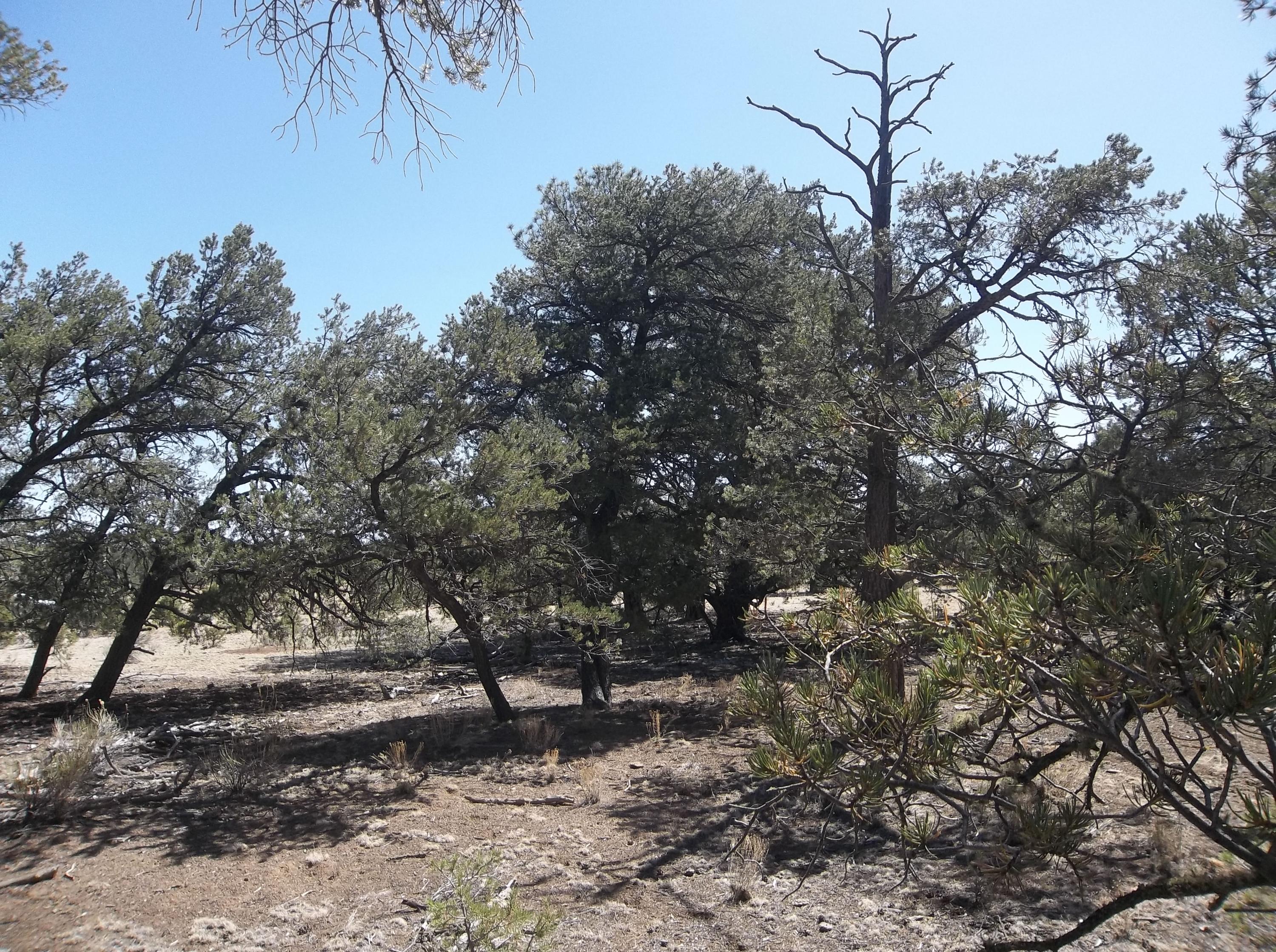 Cerro Leonides - Tierra Verde Road, Ramah, New Mexico image 27