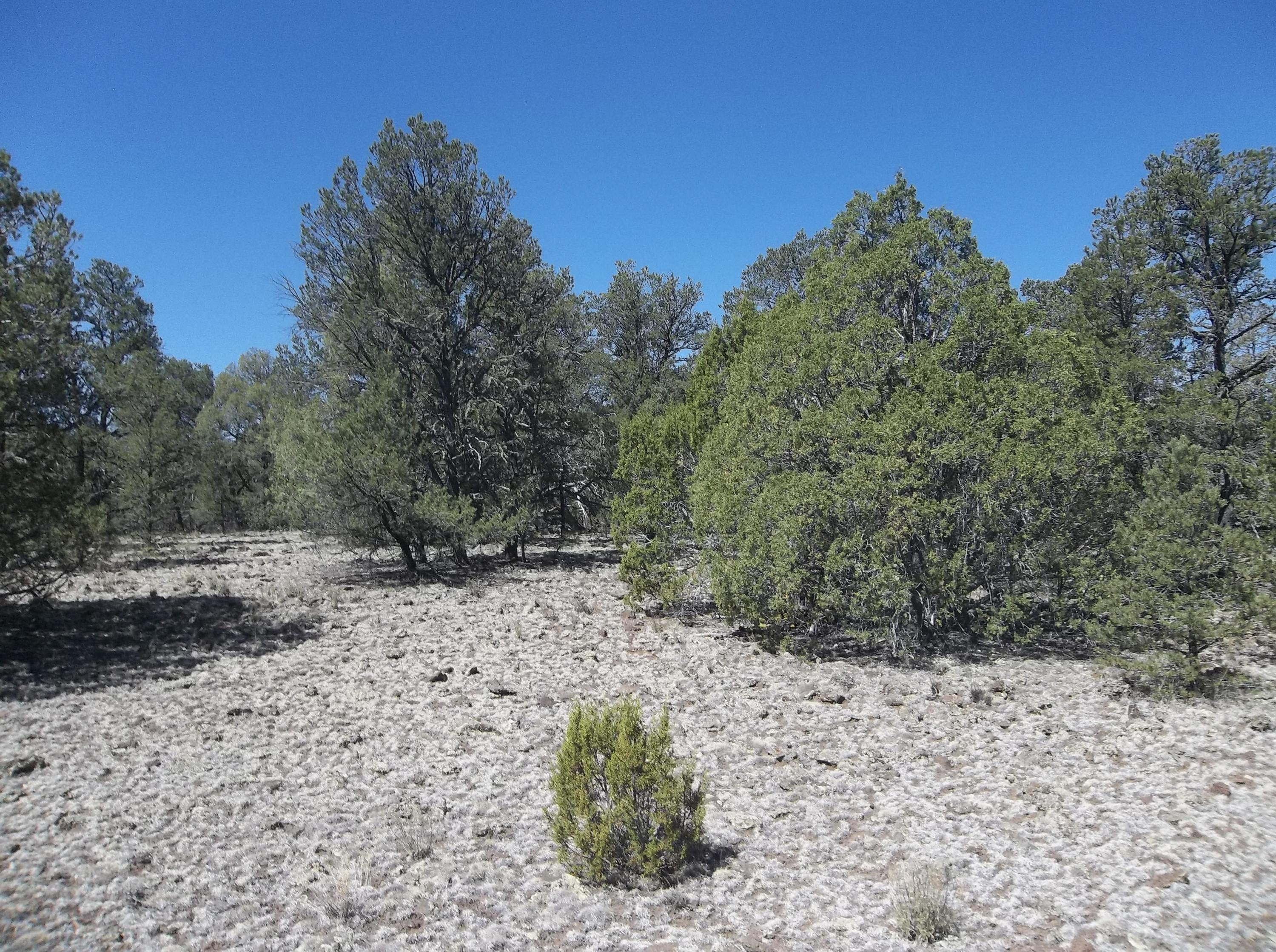 Cerro Leonides - Tierra Verde Road, Ramah, New Mexico image 29