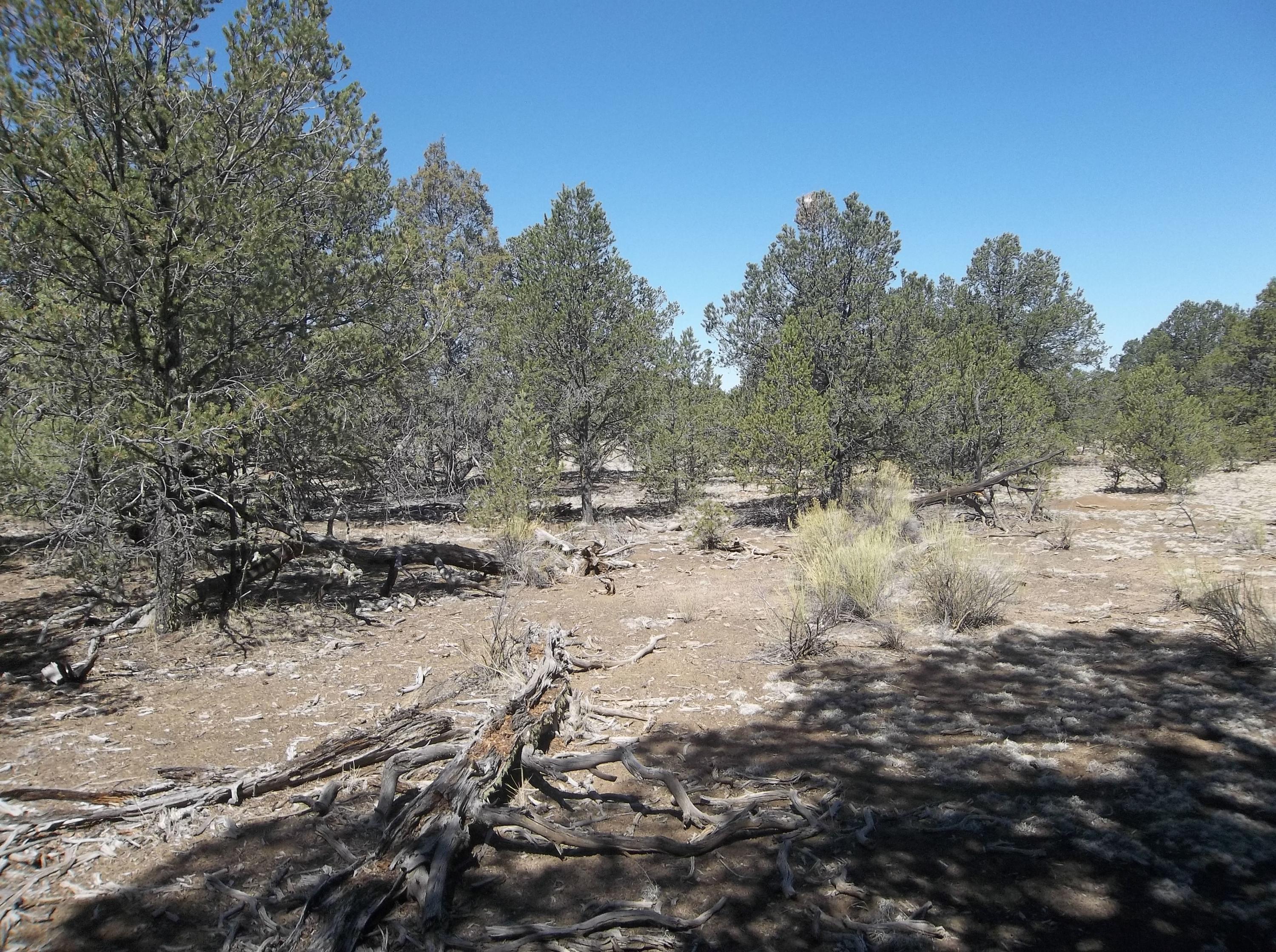 Cerro Leonides - Tierra Verde Road, Ramah, New Mexico image 23