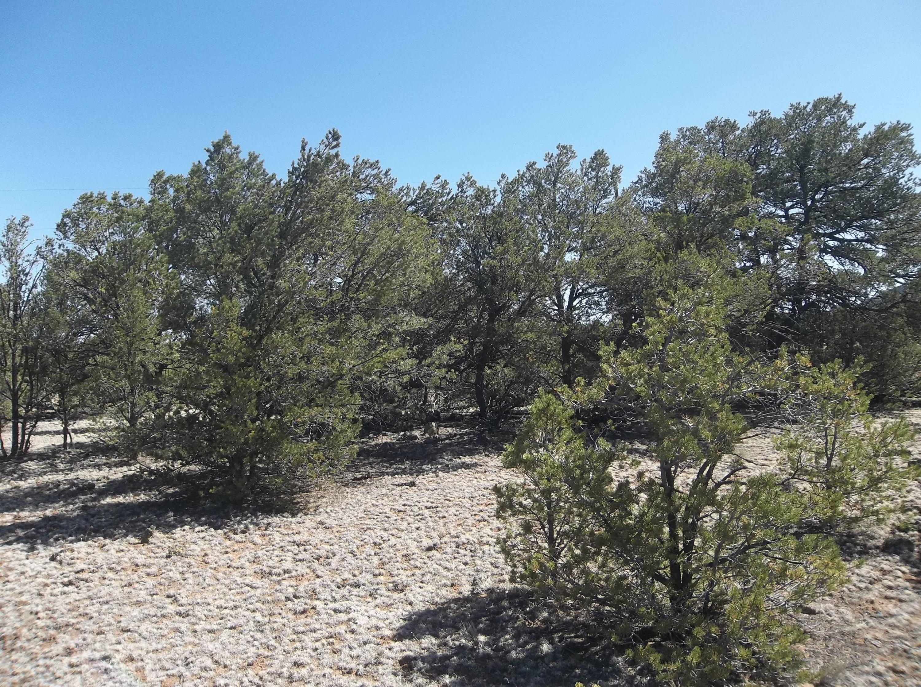 Cerro Leonides - Tierra Verde Road, Ramah, New Mexico image 13