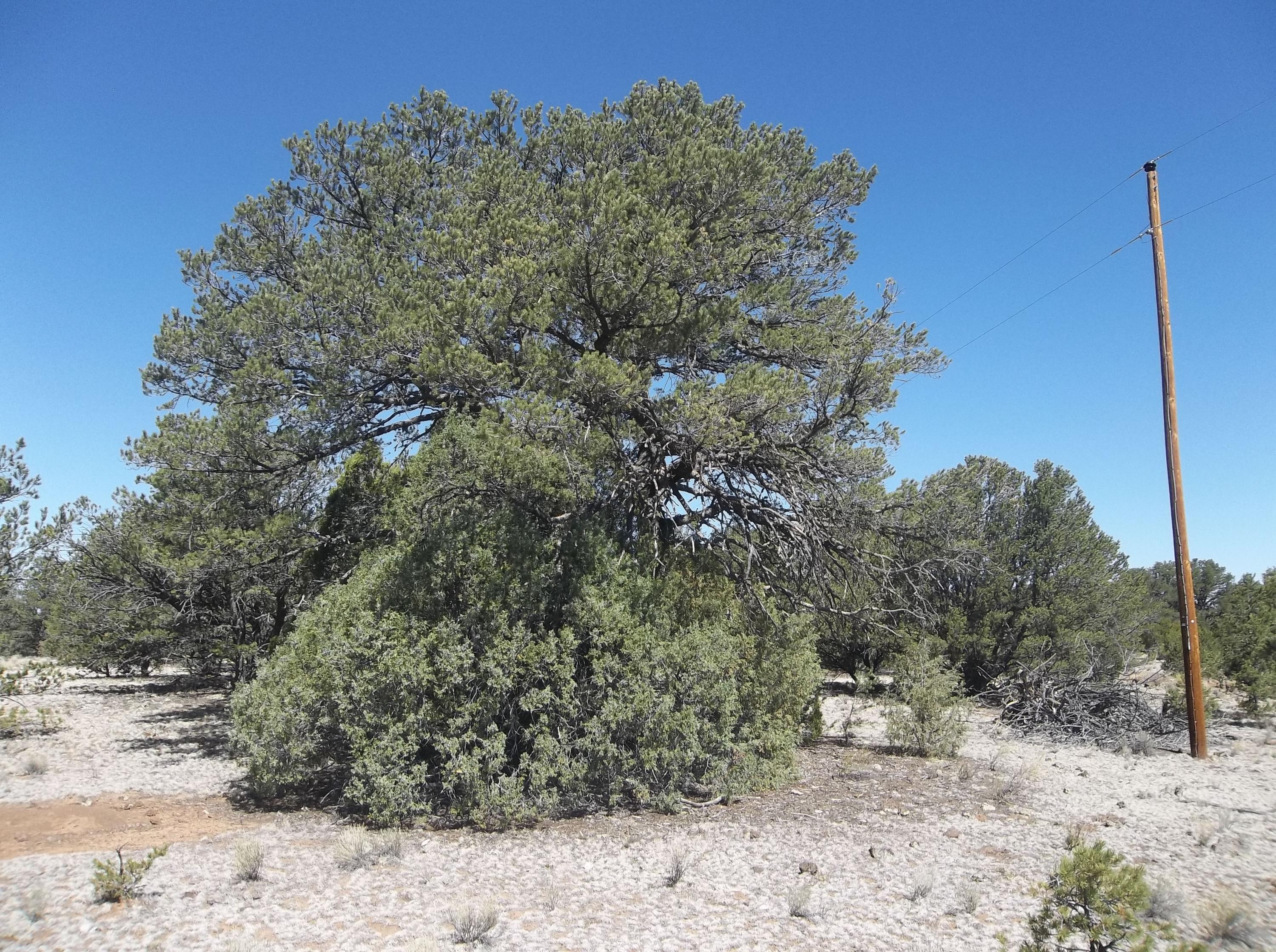 Cerro Leonides - Tierra Verde Road, Ramah, New Mexico image 15