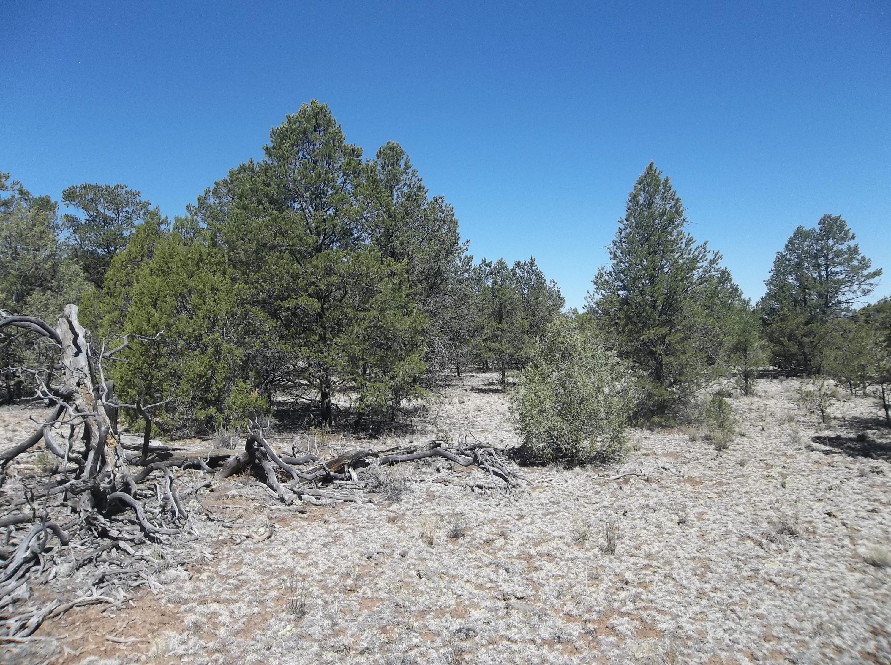 Cerro Leonides - Tierra Verde Road, Ramah, New Mexico image 33