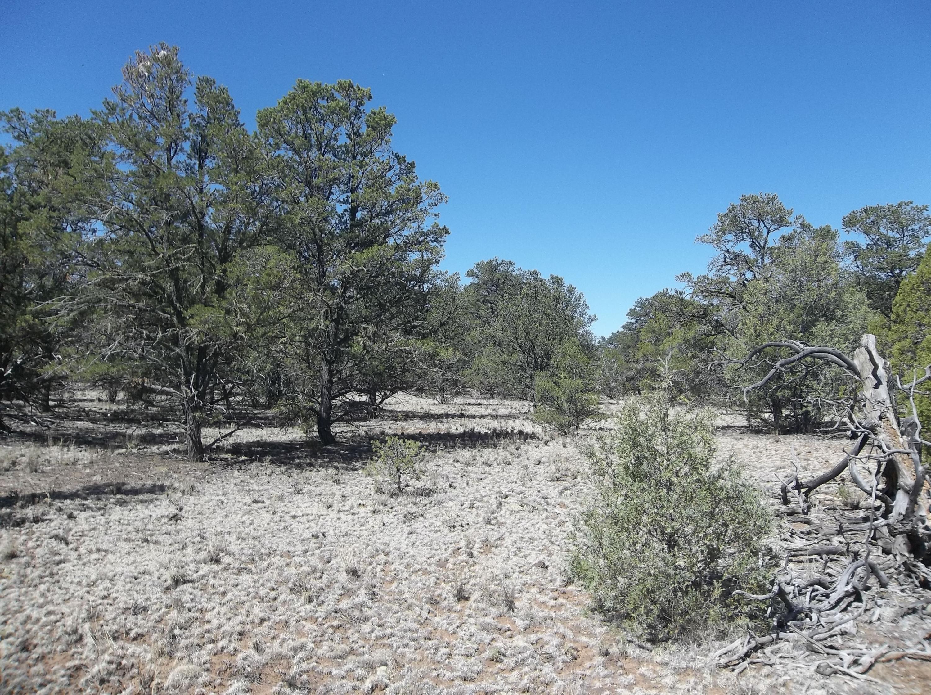 Cerro Leonides - Tierra Verde Road, Ramah, New Mexico image 32