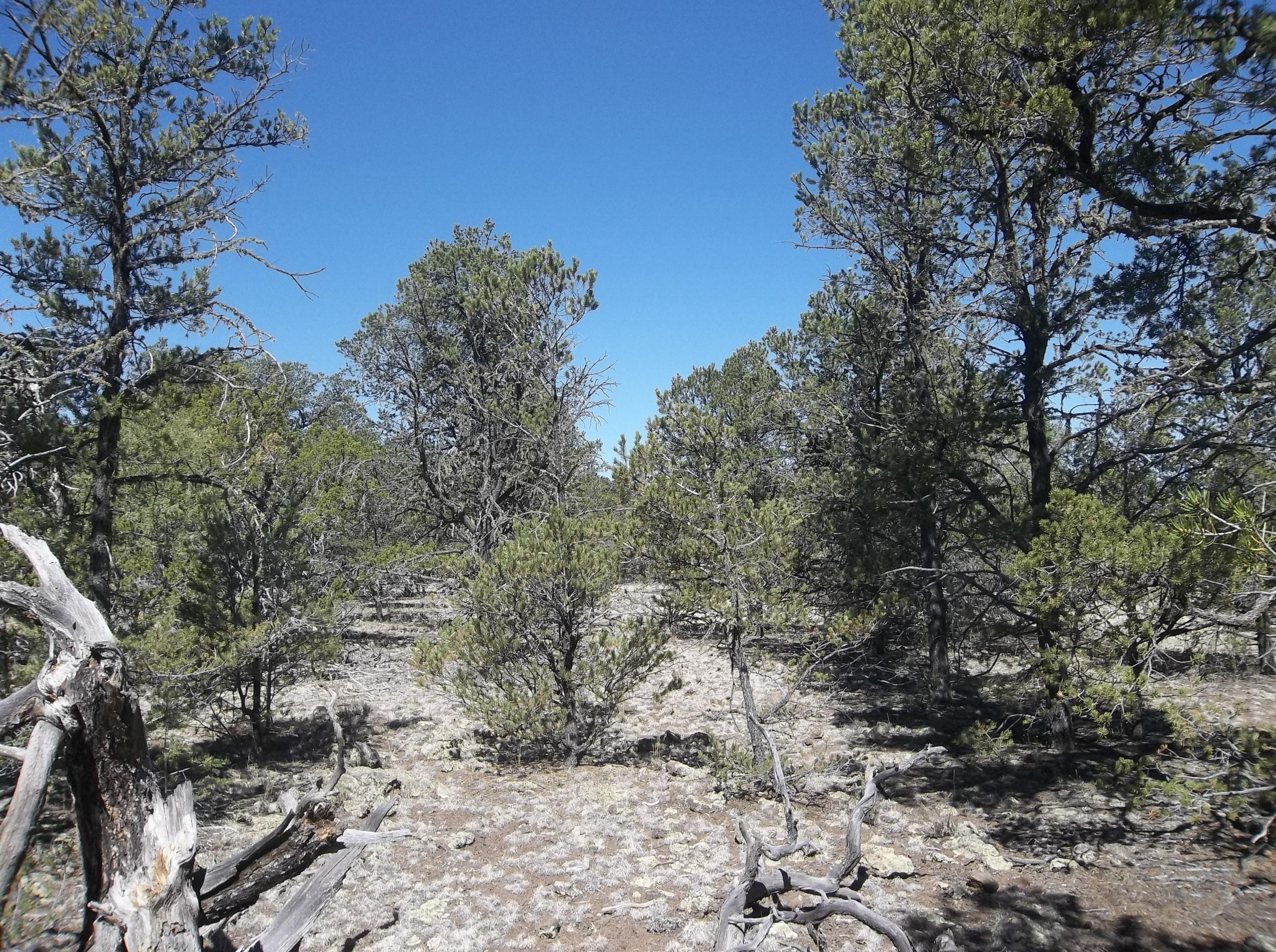 Cerro Leonides - Tierra Verde Road, Ramah, New Mexico image 31