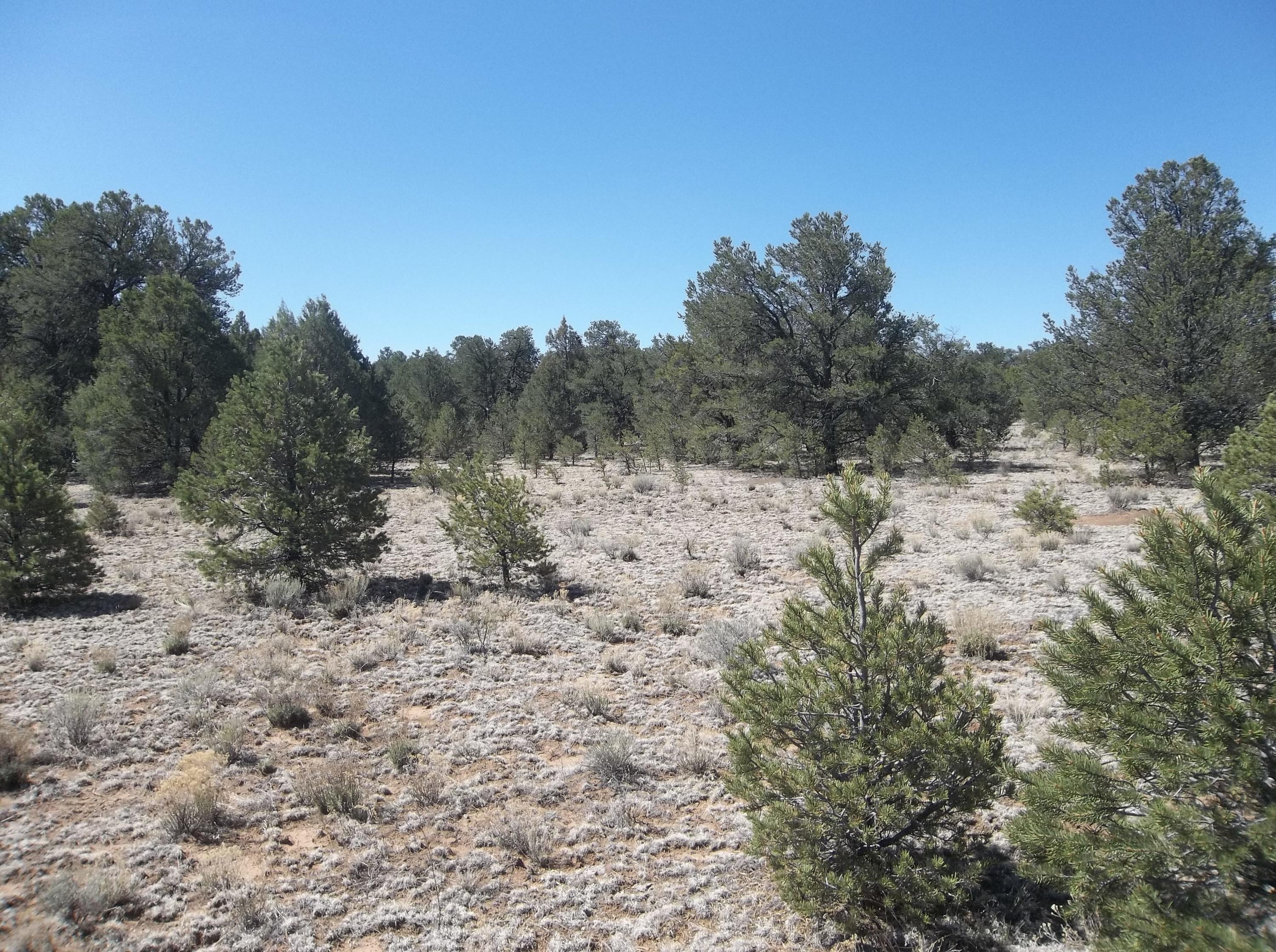 Cerro Leonides - Tierra Verde Road, Ramah, New Mexico image 16