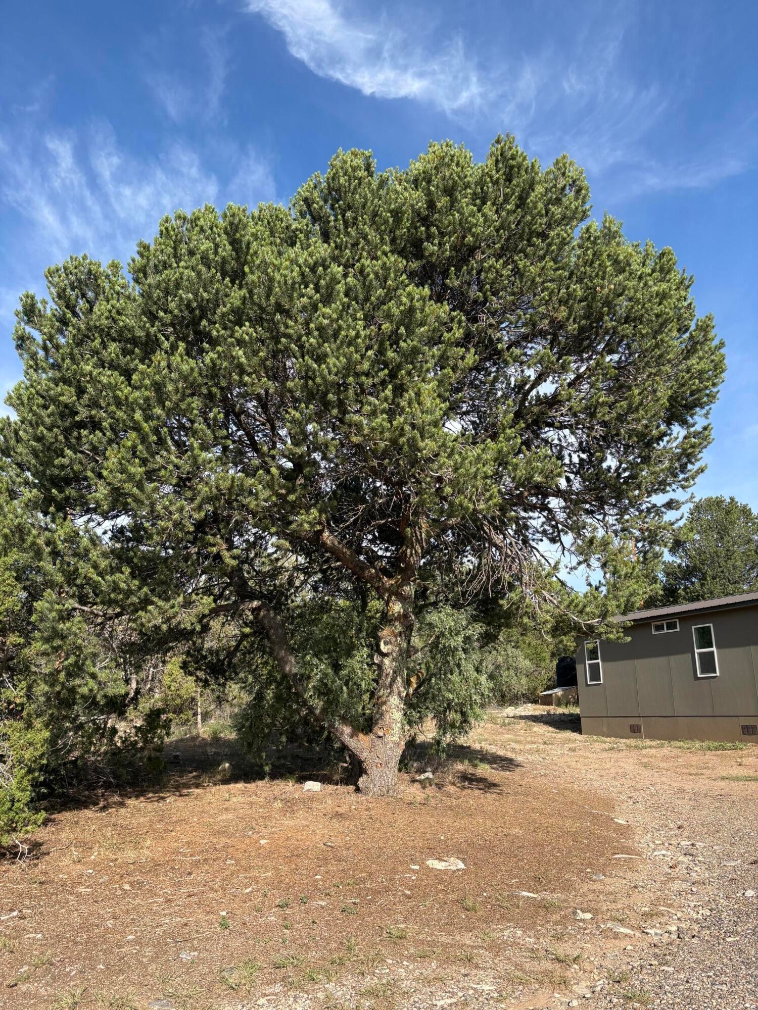 45 Holli Loop