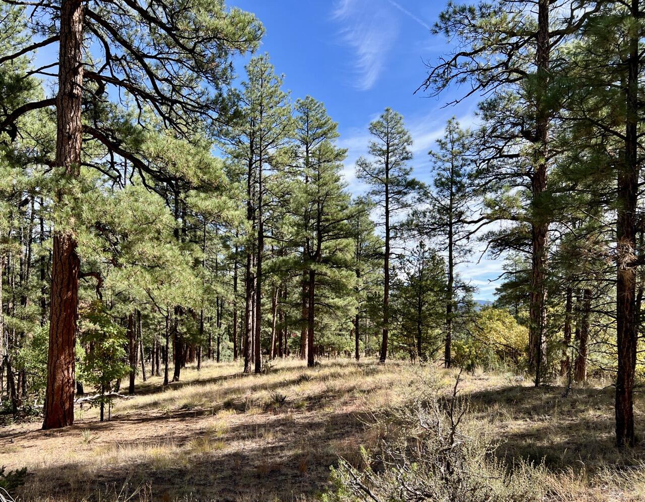 65 Aspen Loop, Ramah, New Mexico image 14