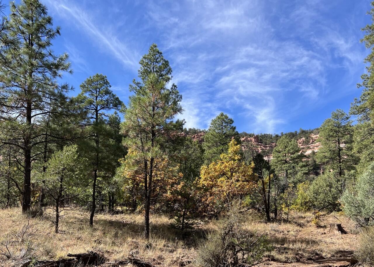 65 Aspen Loop, Ramah, New Mexico image 12