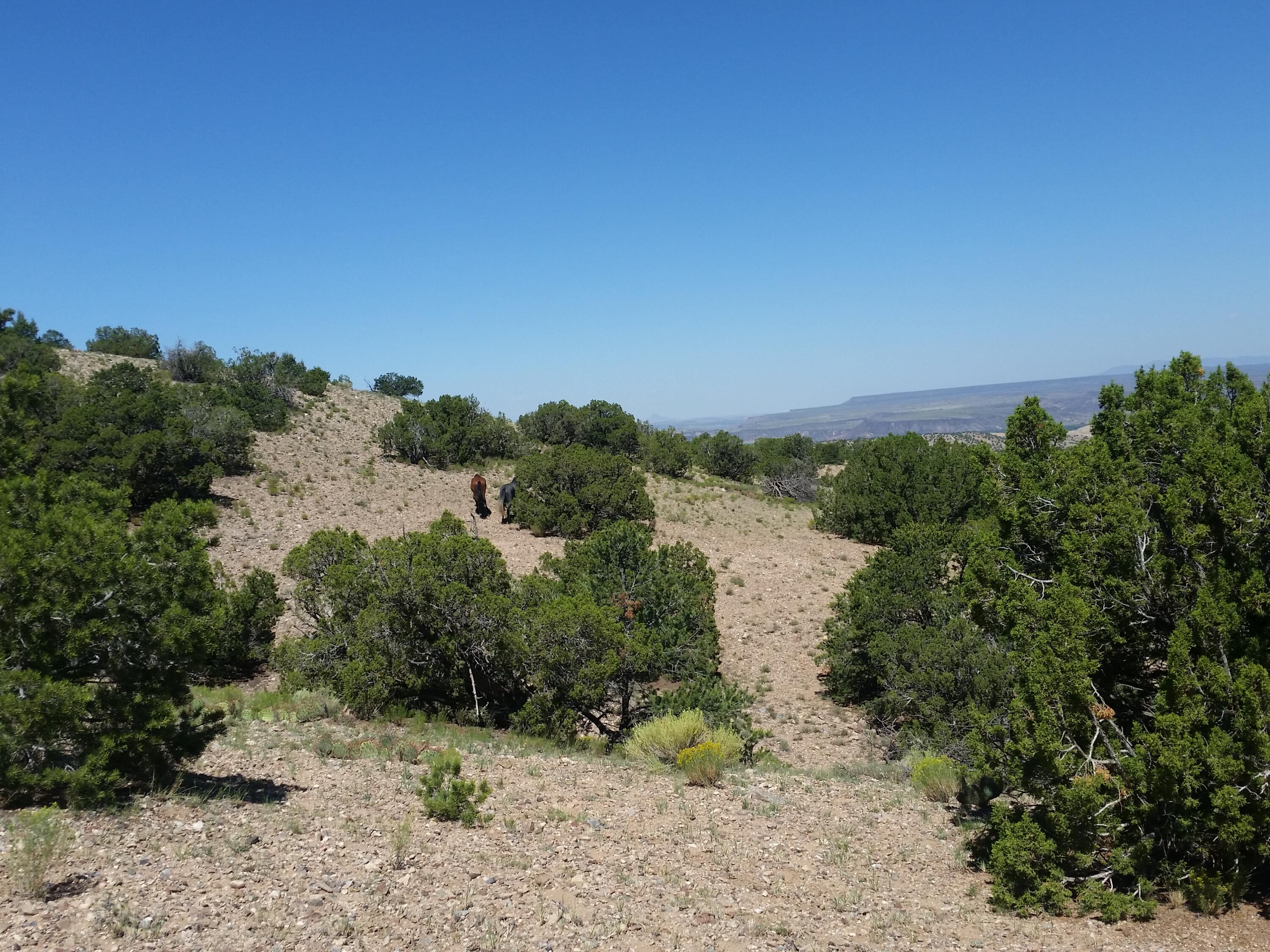 18 Camino Halcon, Placitas, New Mexico image 6