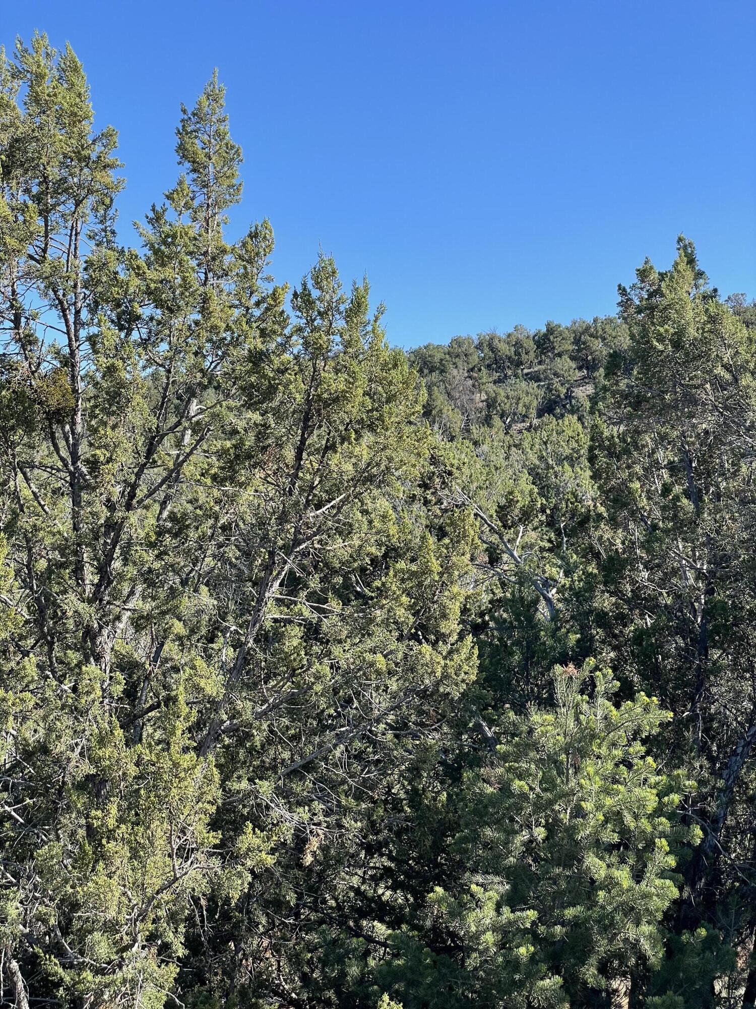 55 Canyon Ridge Drive, Sandia Park, New Mexico image 8