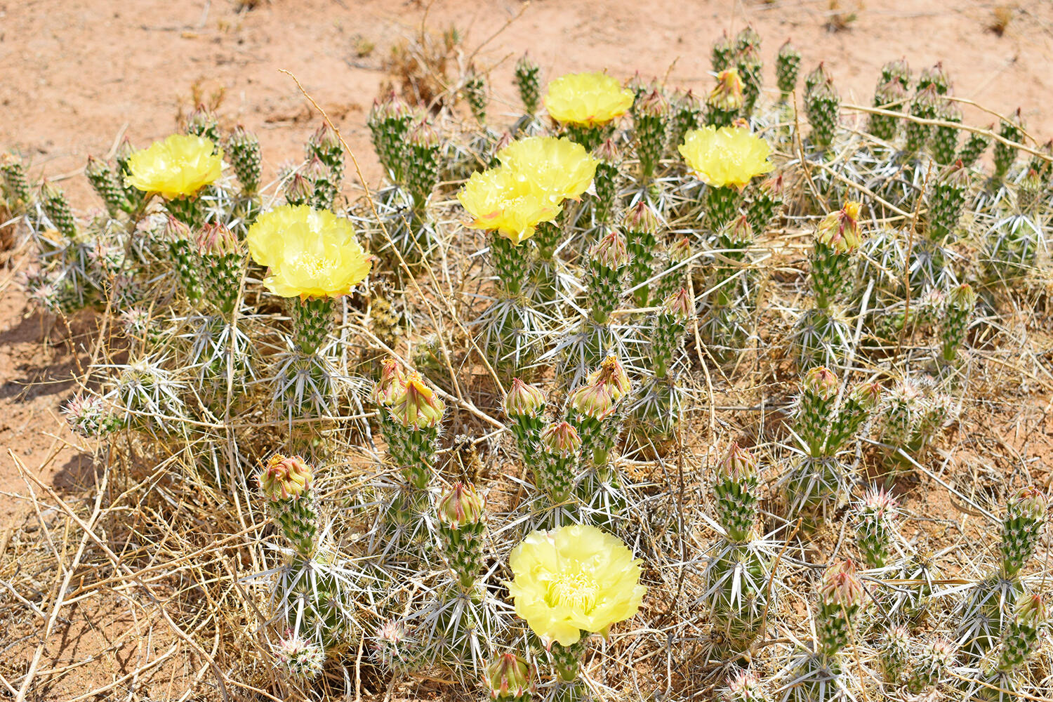 Lots 19-21 Rio Del Oro #45, Los Lunas, New Mexico image 8