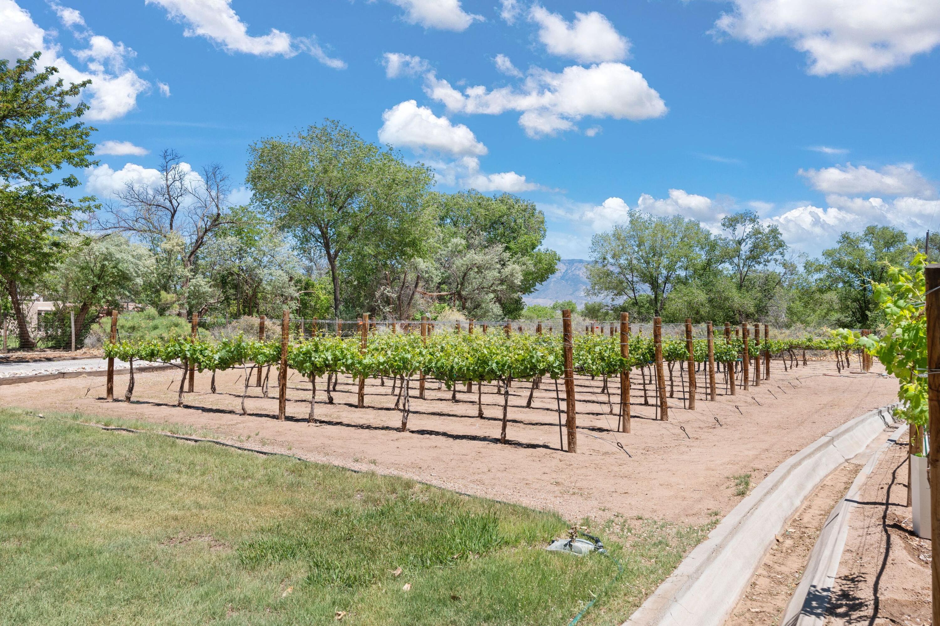 163 Camino Alto, Corrales, New Mexico image 3