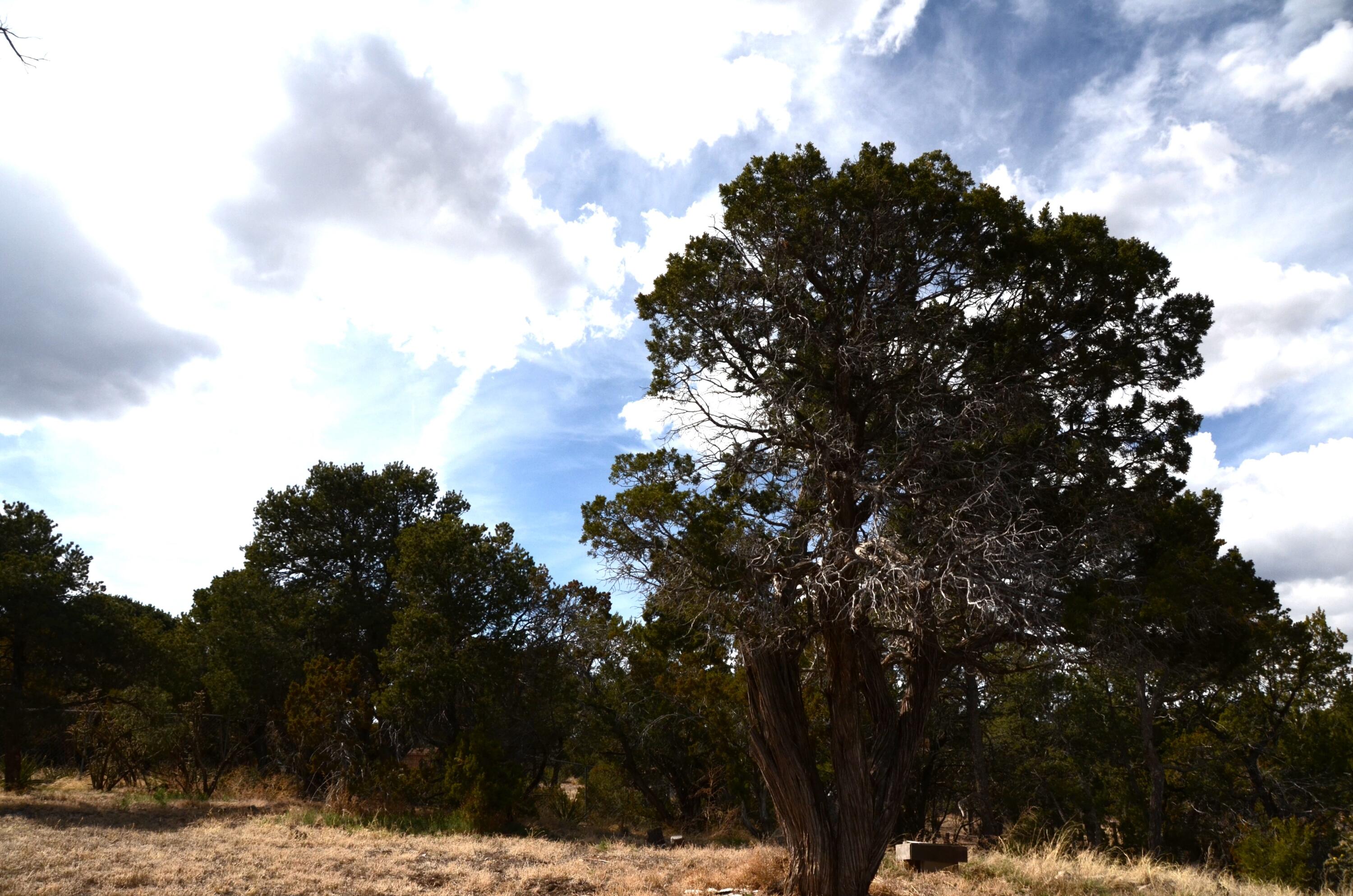 28 Saddlespur Road, Edgewood, New Mexico image 29