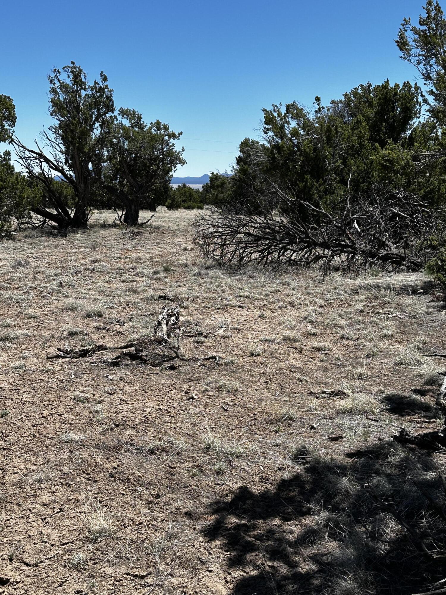 Xx Tomahawk, Quemado, New Mexico image 8