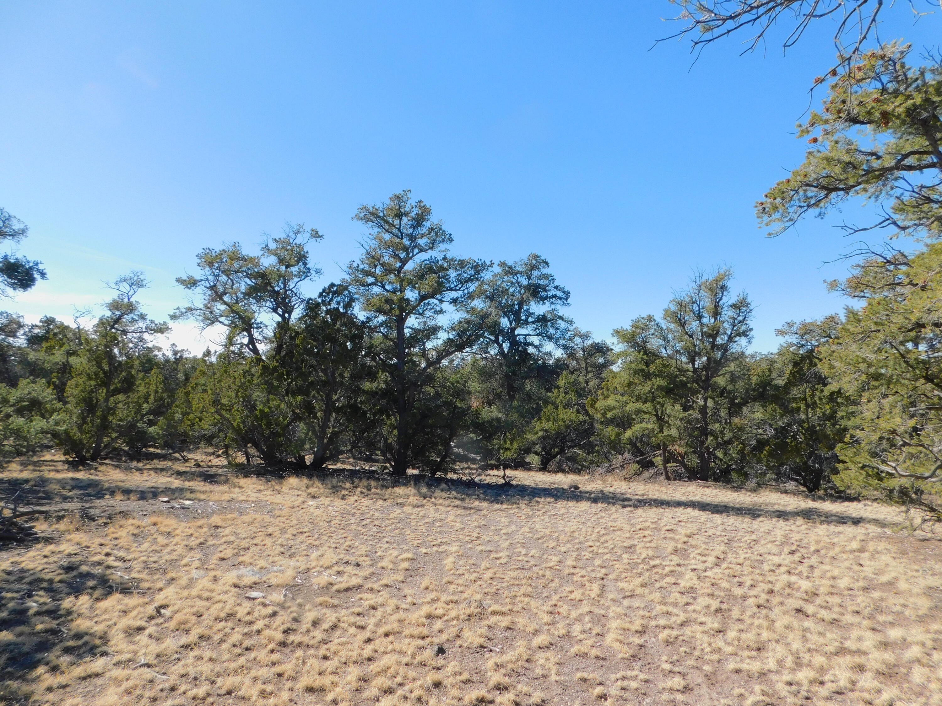 LOT 160 Stapleton Trail, Quemado, New Mexico image 14