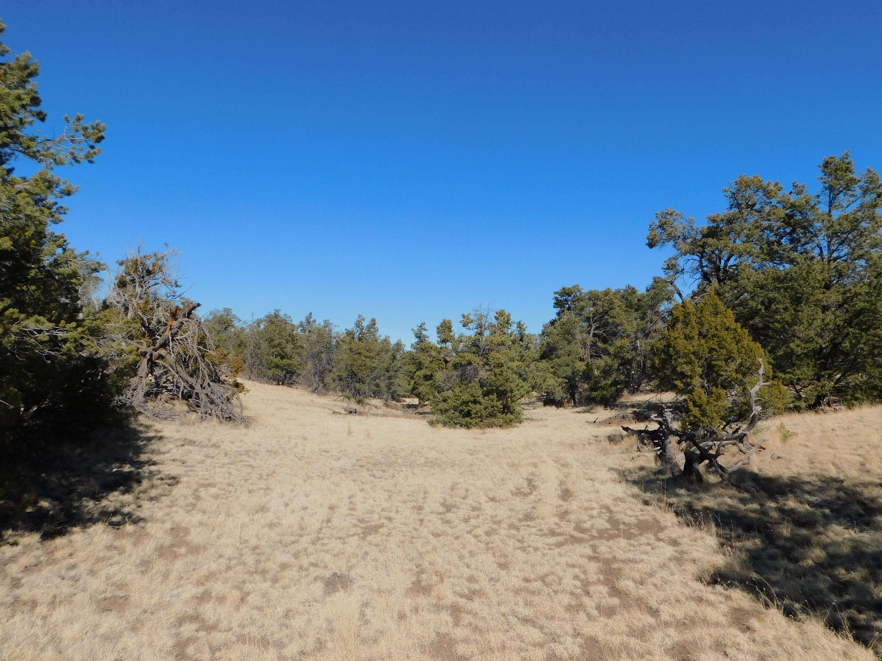 LOT 160 Stapleton Trail, Quemado, New Mexico image 11