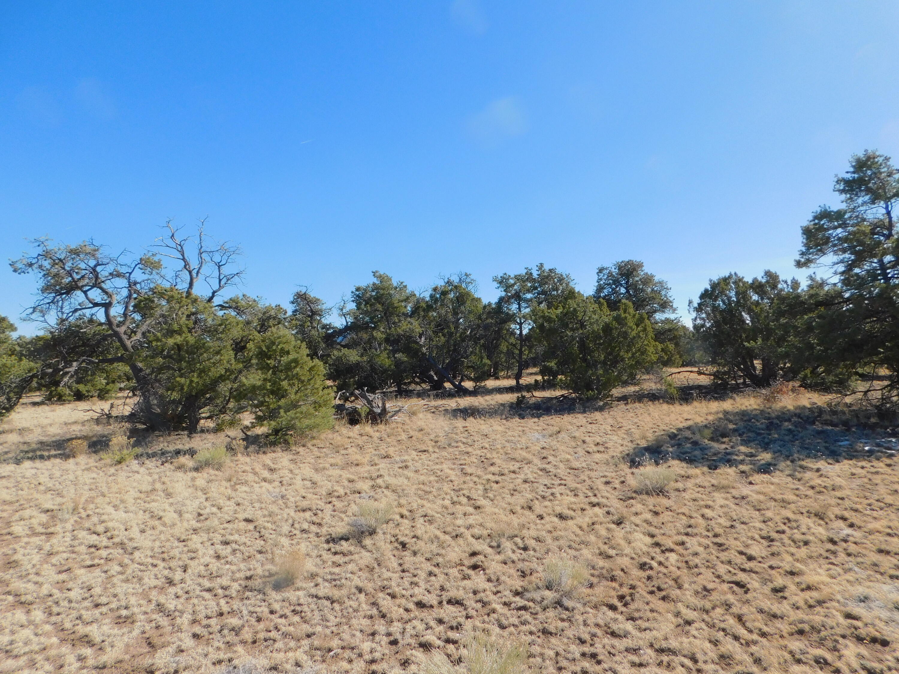 LOT 160 Stapleton Trail, Quemado, New Mexico image 5