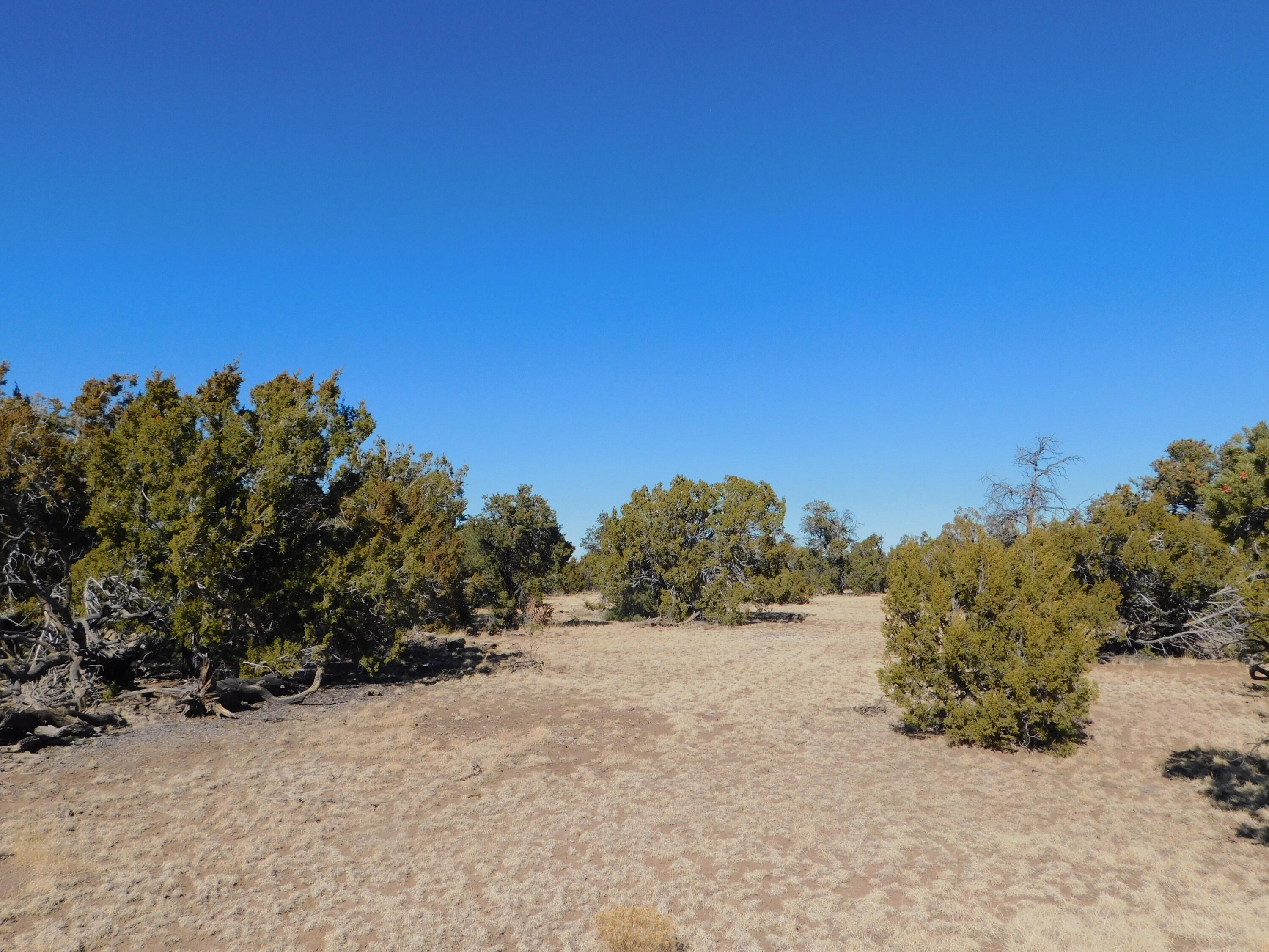 LOT 160 Stapleton Trail, Quemado, New Mexico image 7