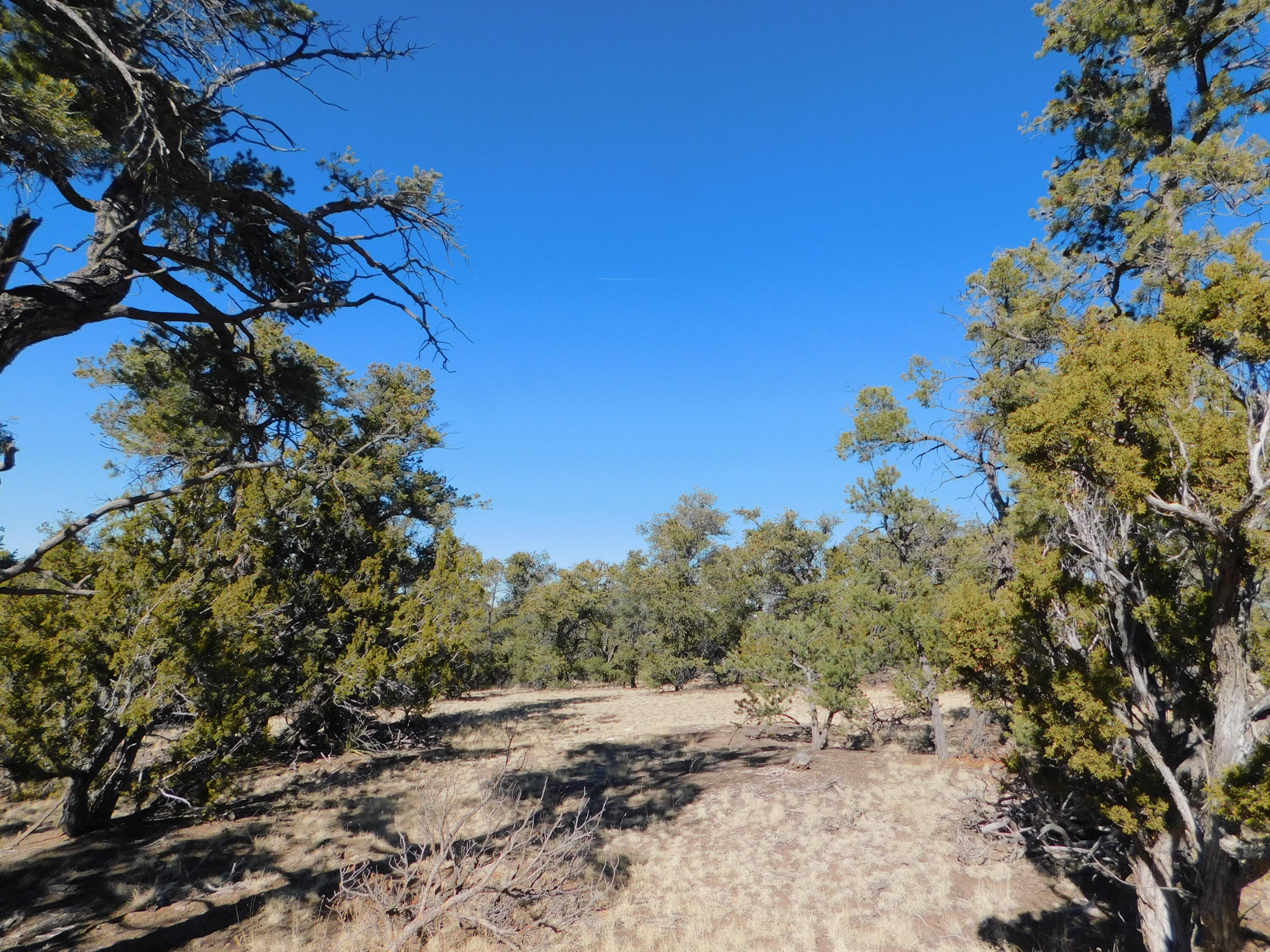 LOT 160 Stapleton Trail, Quemado, New Mexico image 15