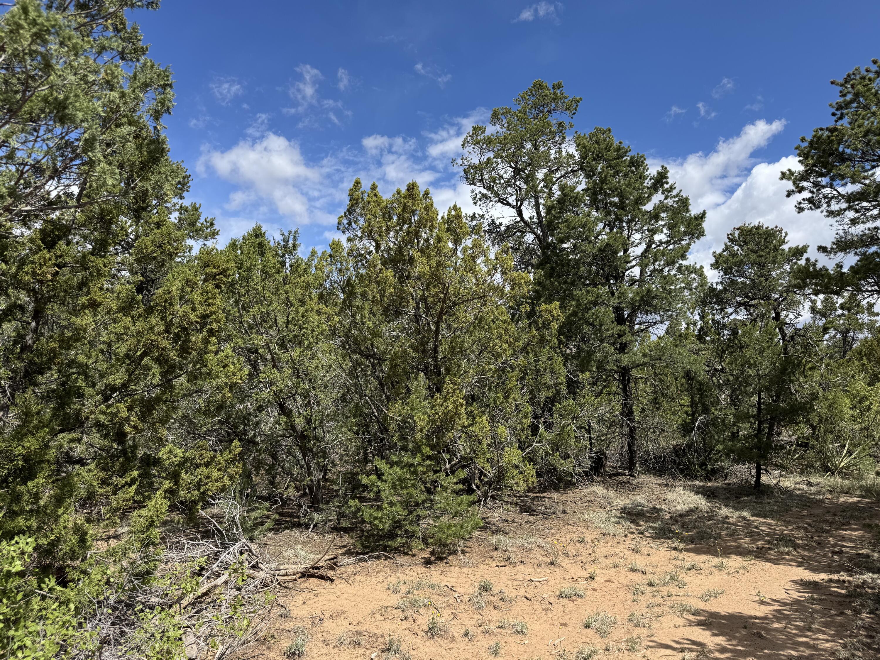 Tract 2 Gonzales Road, Edgewood, New Mexico image 4