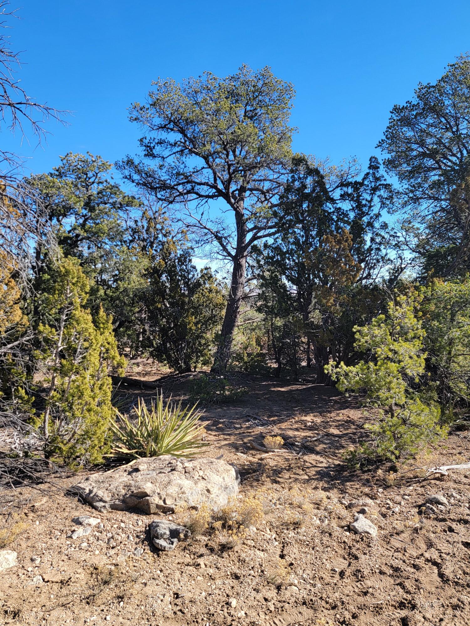 184 Sunlight Road, Edgewood, New Mexico image 5