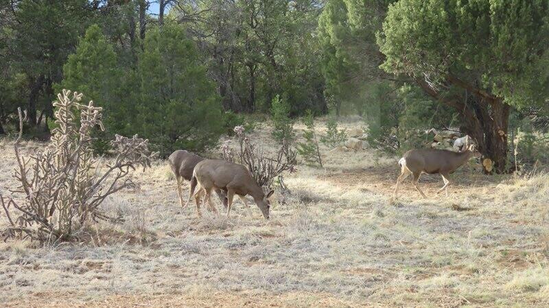 11 Coyote Canyon Trail, Tijeras, New Mexico image 39