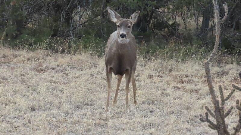 11 Coyote Canyon Trail, Tijeras, New Mexico image 36