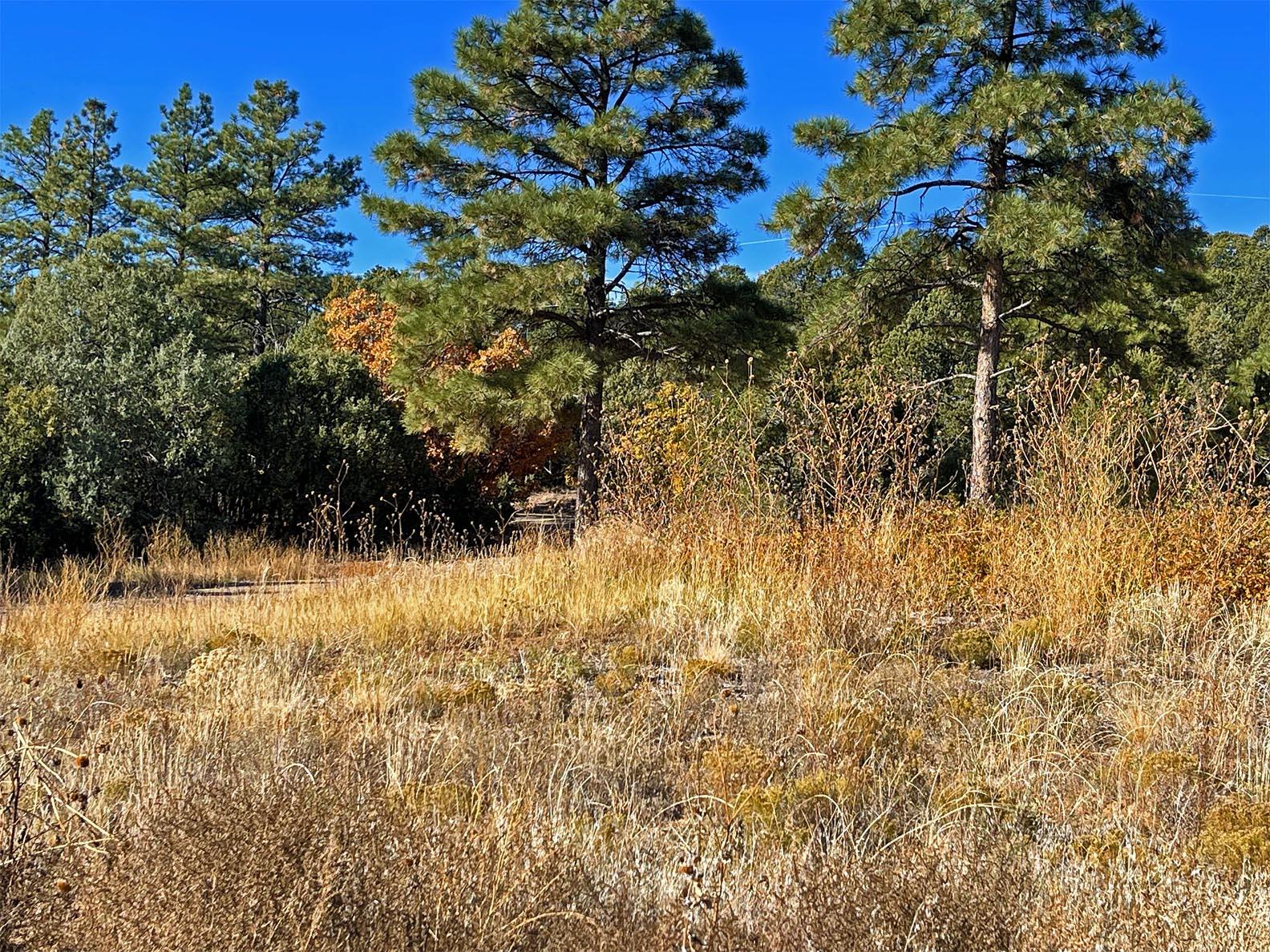 30 Verga Drive, Tijeras, New Mexico image 21