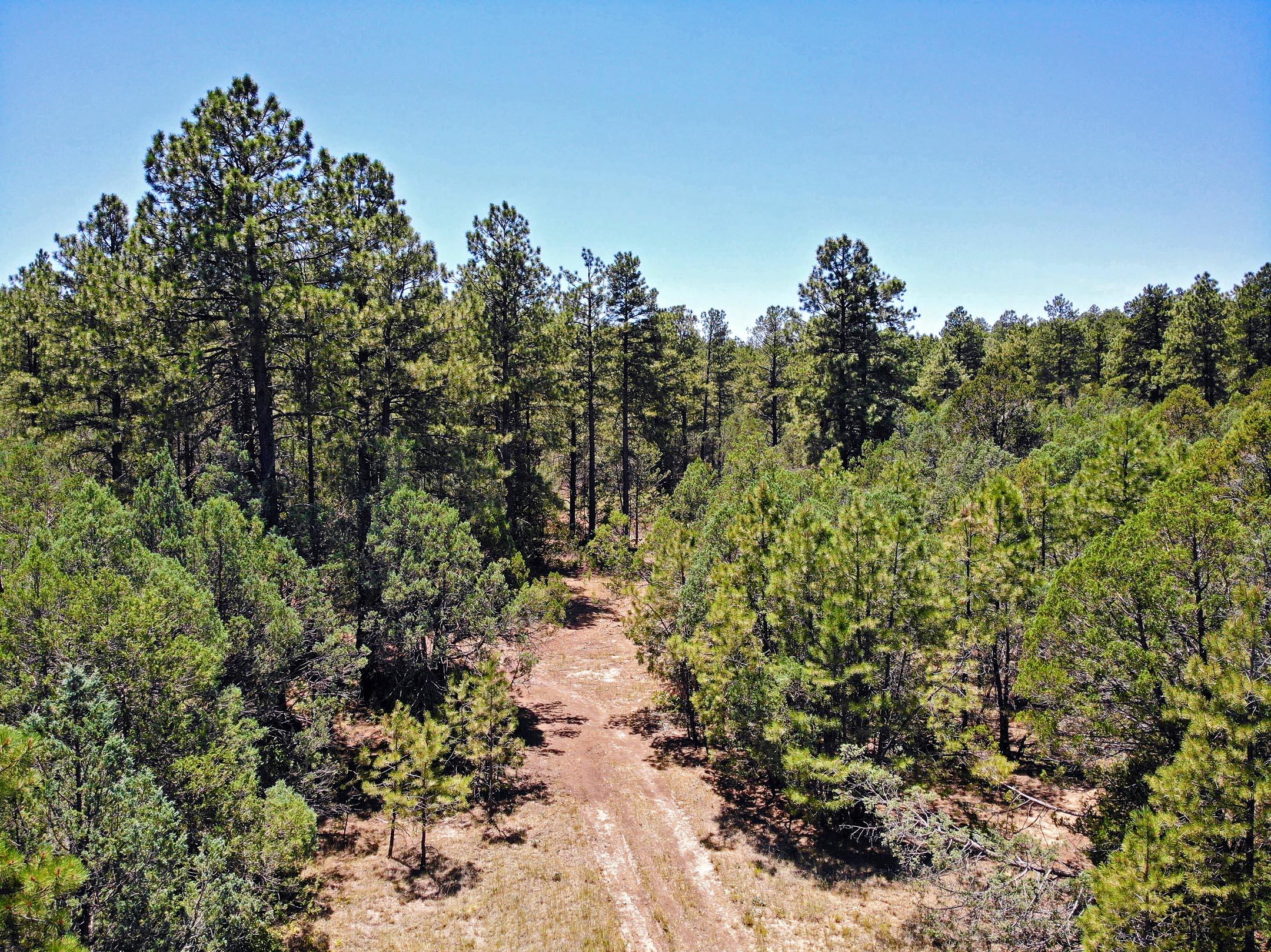 30 Verga Drive, Tijeras, New Mexico image 12