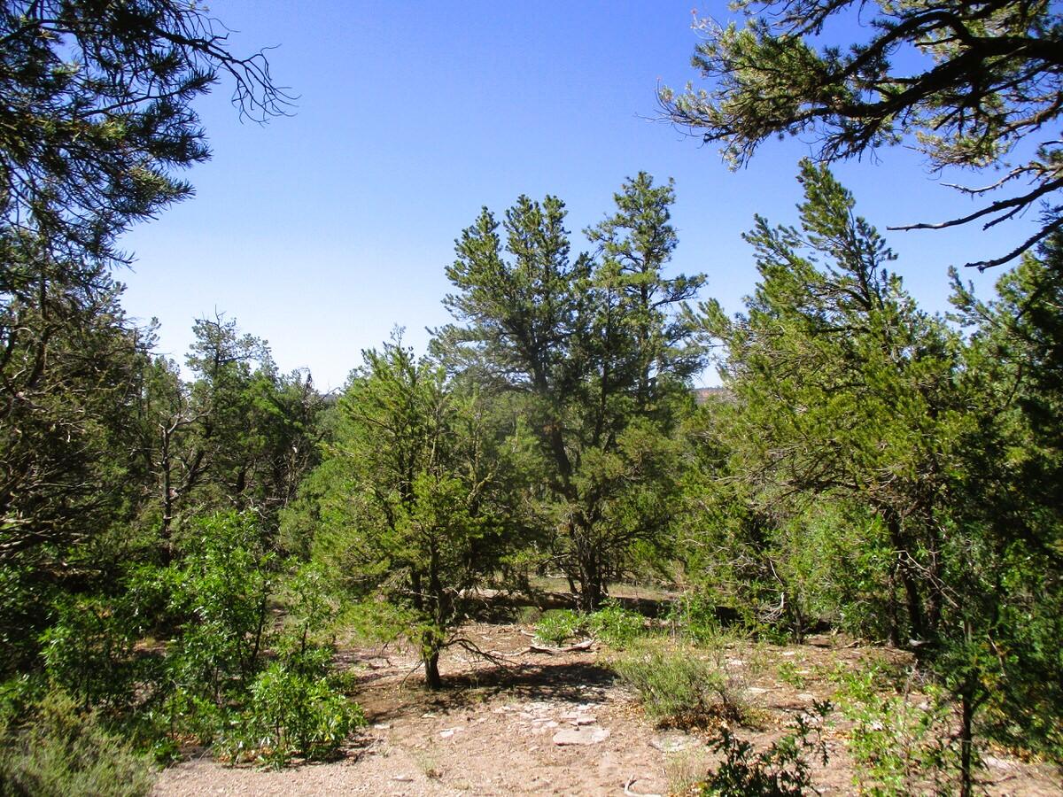 Cuervo/juniper, Ramah, New Mexico image 26