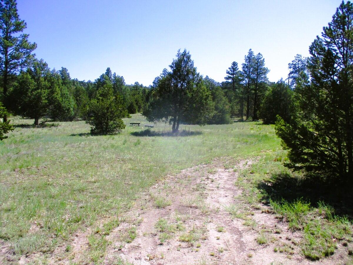 Cuervo/juniper, Ramah, New Mexico image 19