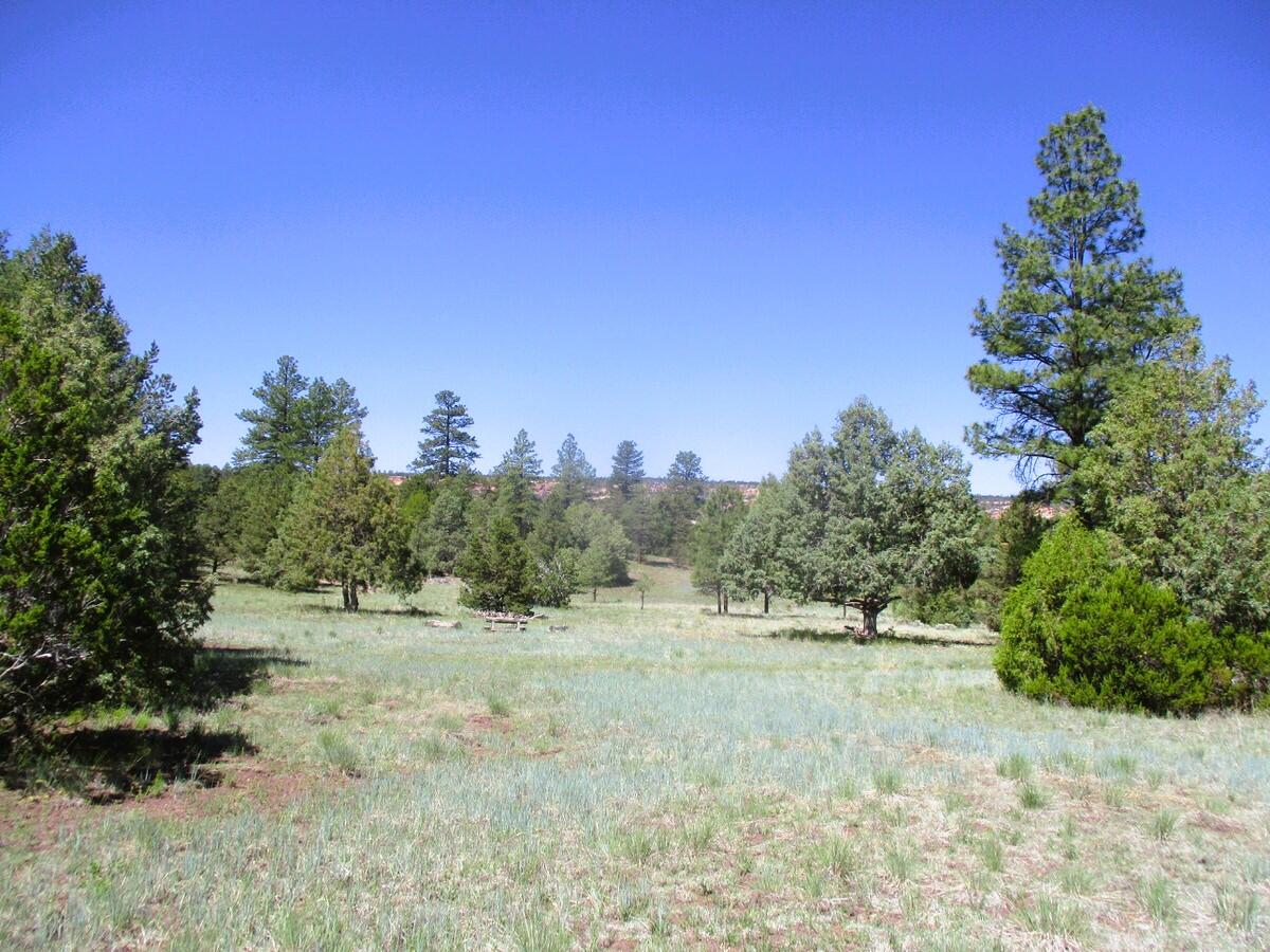 Cuervo/juniper, Ramah, New Mexico image 47