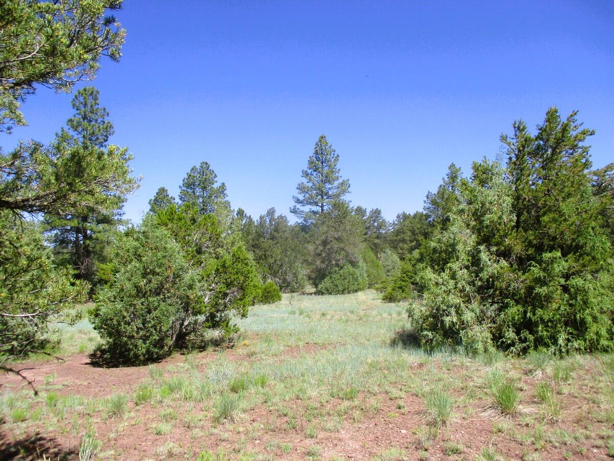 Cuervo/juniper, Ramah, New Mexico image 45