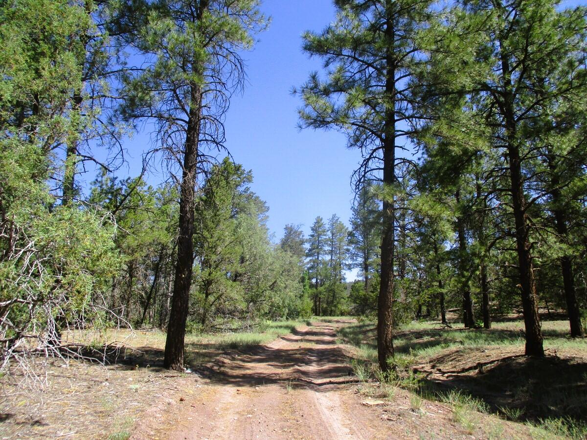 Cuervo/juniper, Ramah, New Mexico image 11